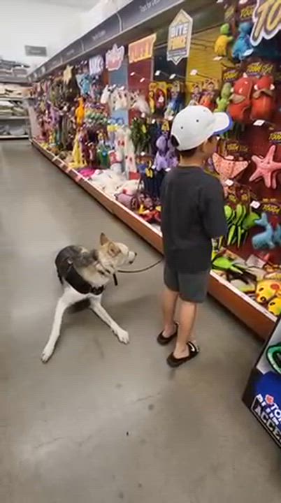 Enlarge Caliber, a ADOPTABLE mixed breed in Oshawa, ON video 5/5