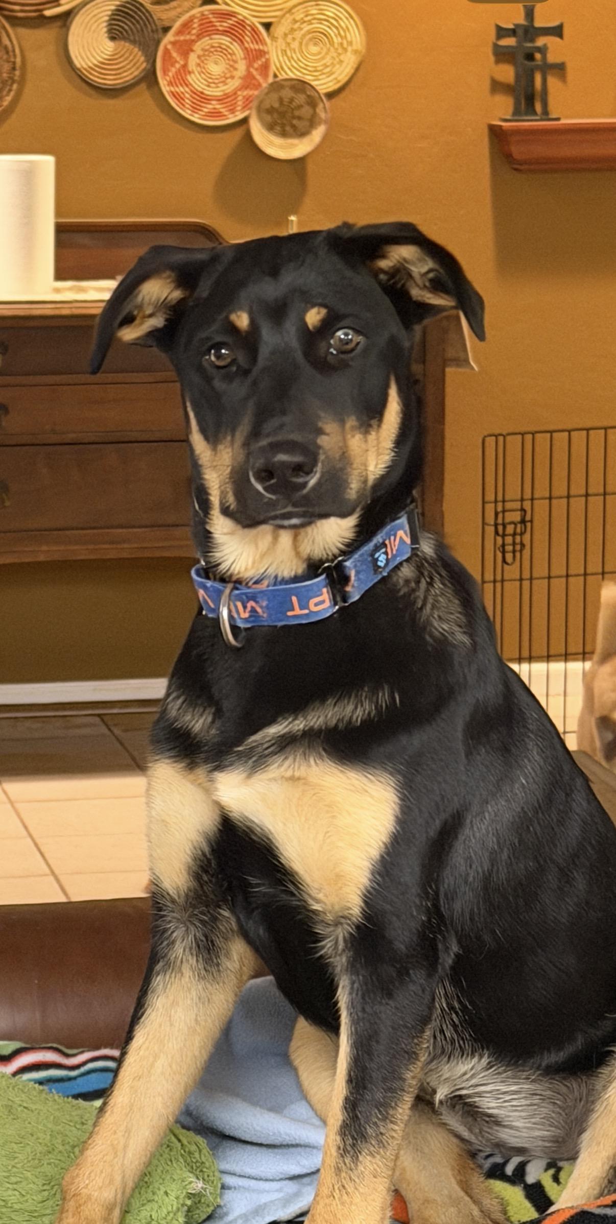 Enlarge Ember, an adopted mixed breed in Gilbert, AZ image 6/6