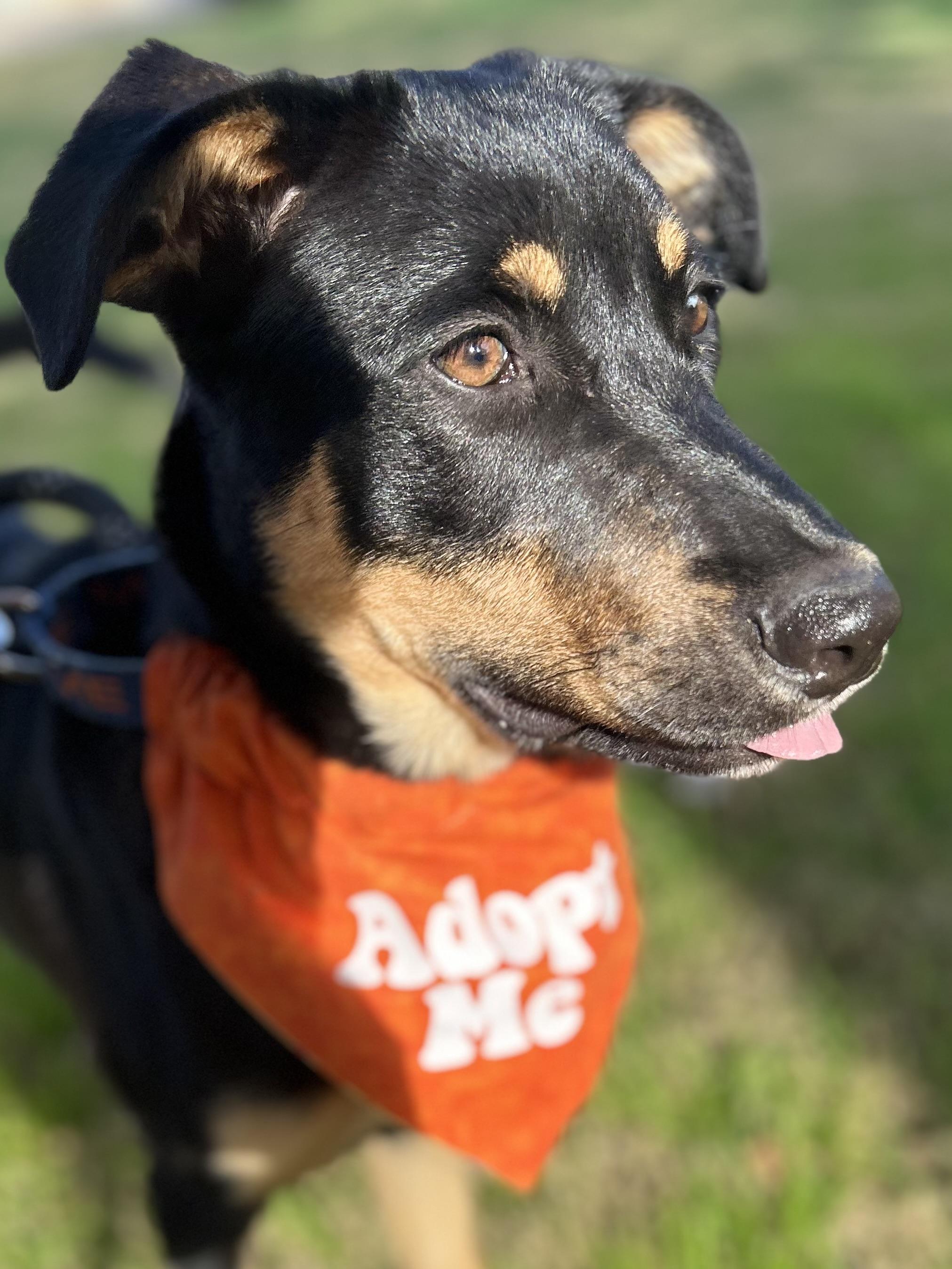 Enlarge Ember, an adopted mixed breed in Gilbert, AZ image 2/6