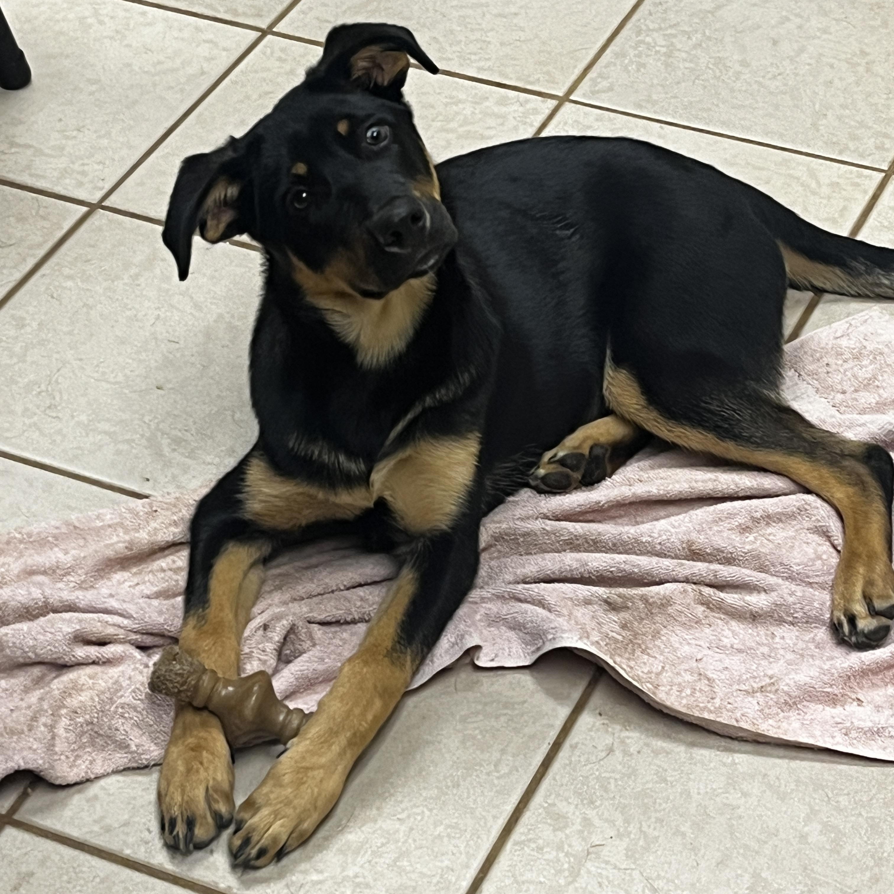 Ember, ADOPTABLE, Puppy Female German Pinscher & German Shepherd Dog.