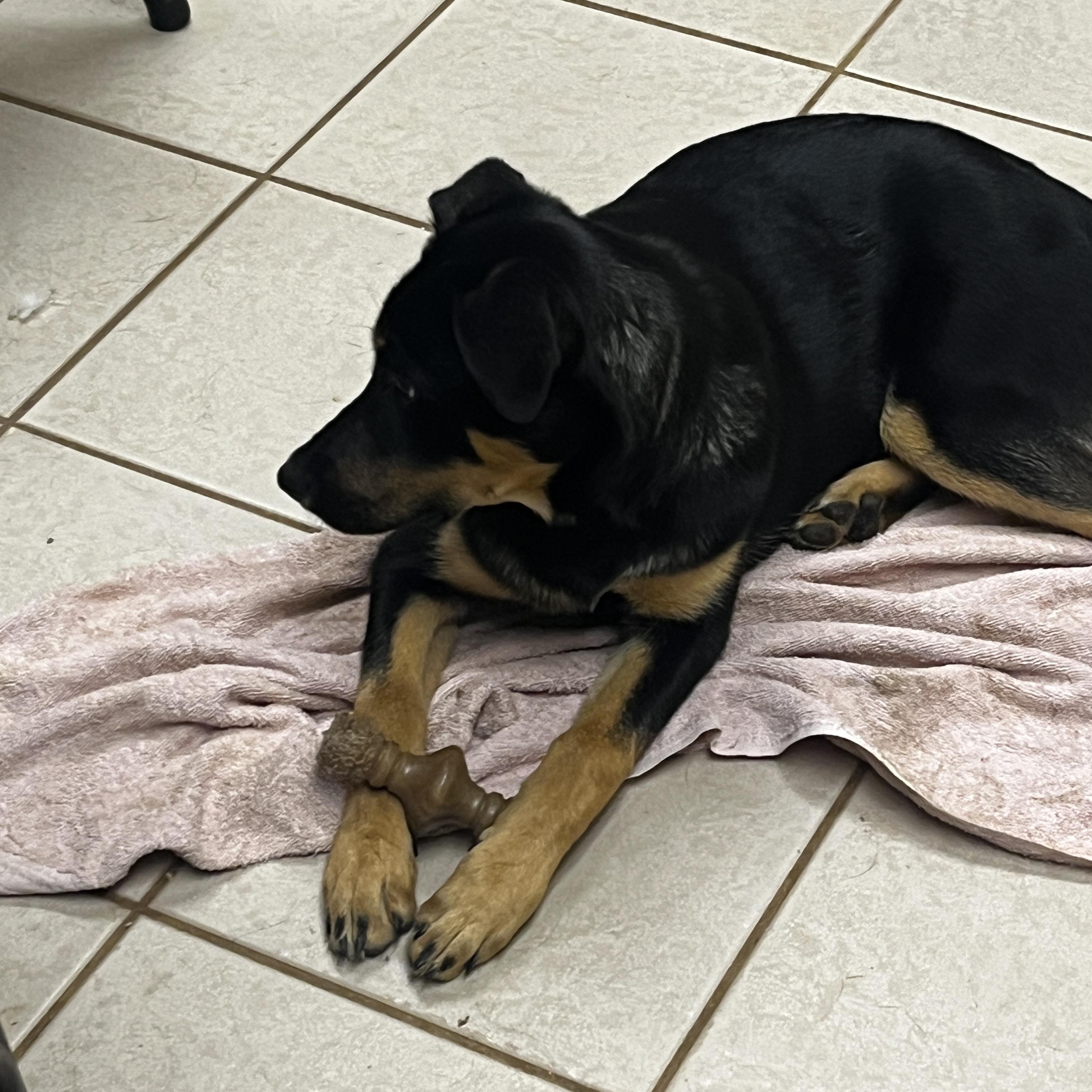 Ember, a ADOPTABLE mixed breed in Gilbert, AZ image 2/3