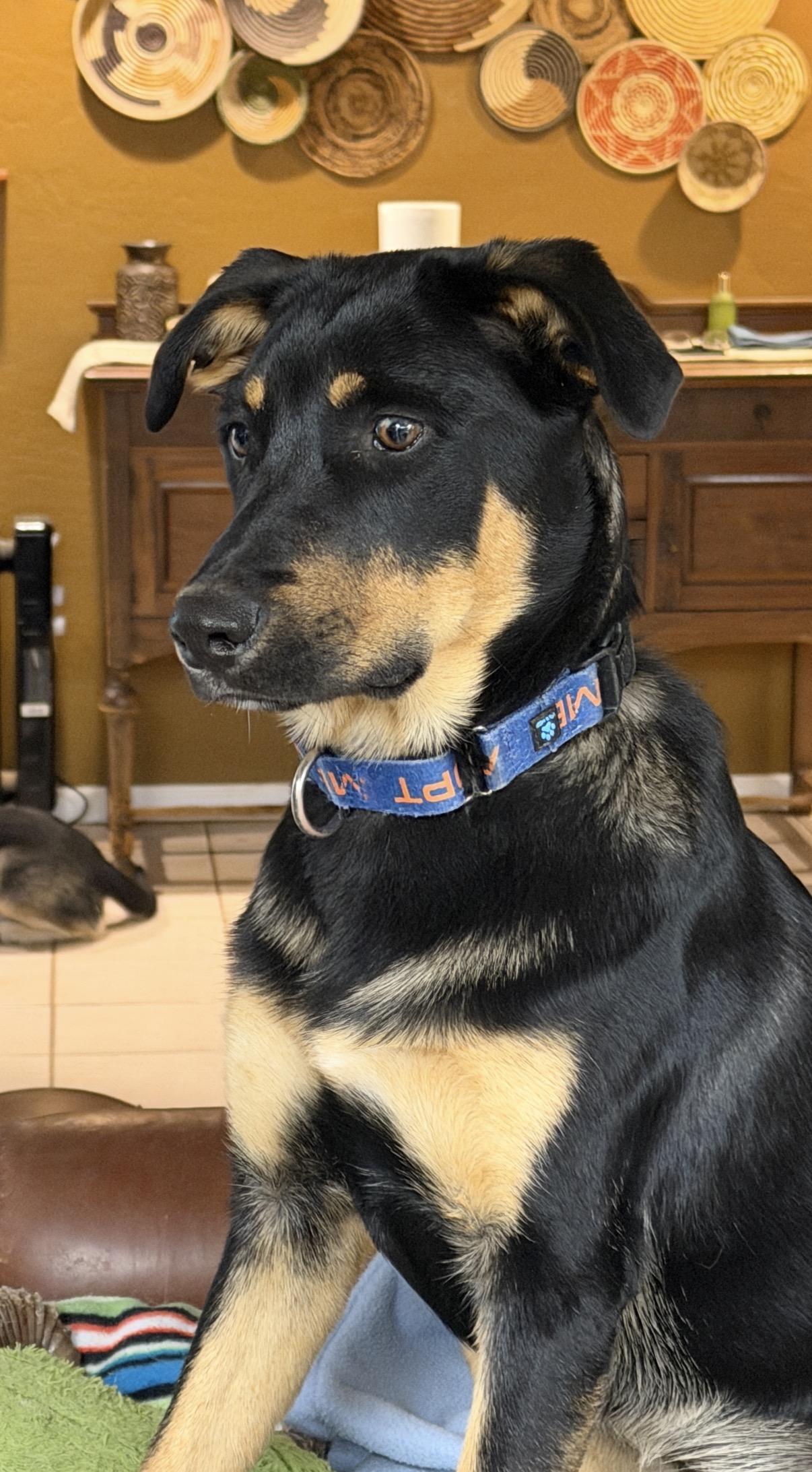 Enlarge Ember, an adopted mixed breed in Gilbert, AZ image 1/6