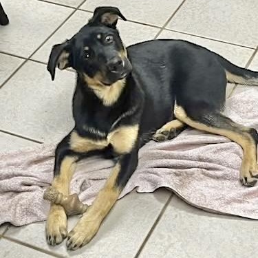 Ember, ADOPTABLE, Puppy Female Australian Kelpie & German Pinscher.