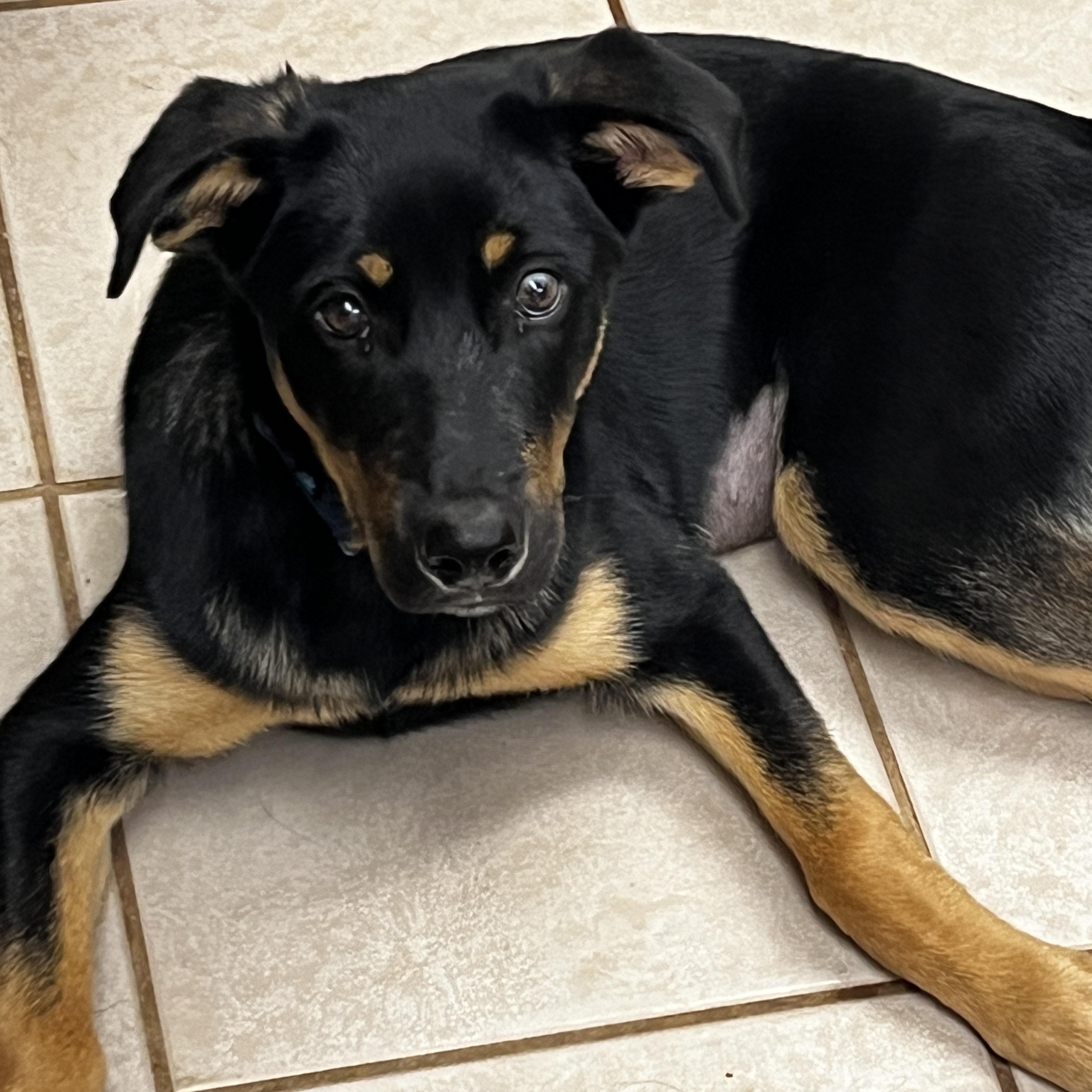Ember, ADOPTABLE, Puppy Female German Pinscher & German Shepherd Dog.