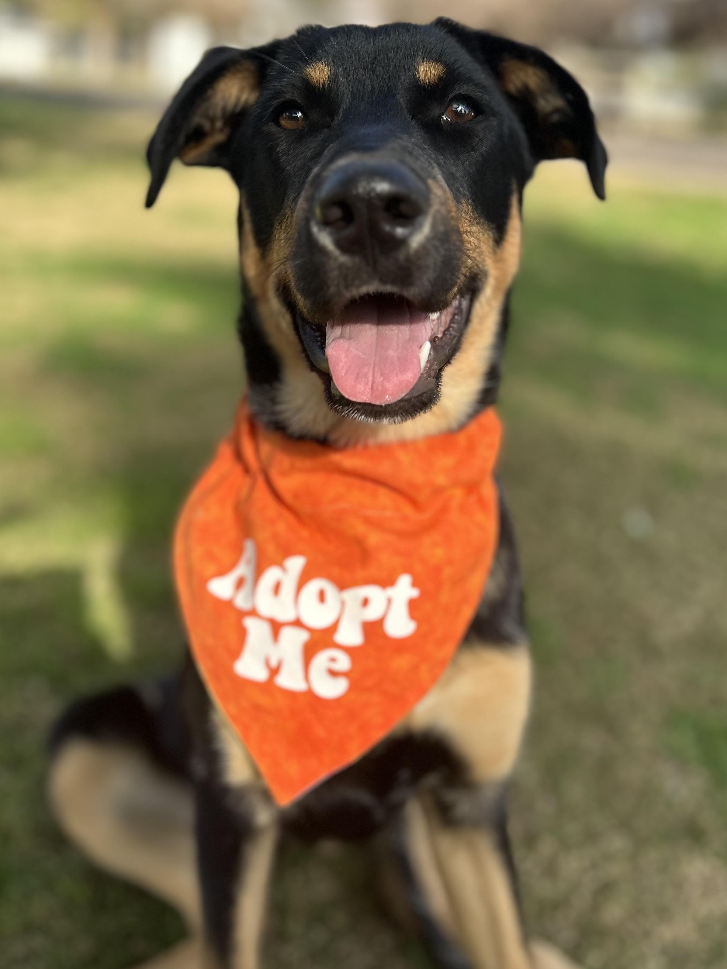 Enlarge Ember, an adopted mixed breed in Gilbert, AZ image 4/6