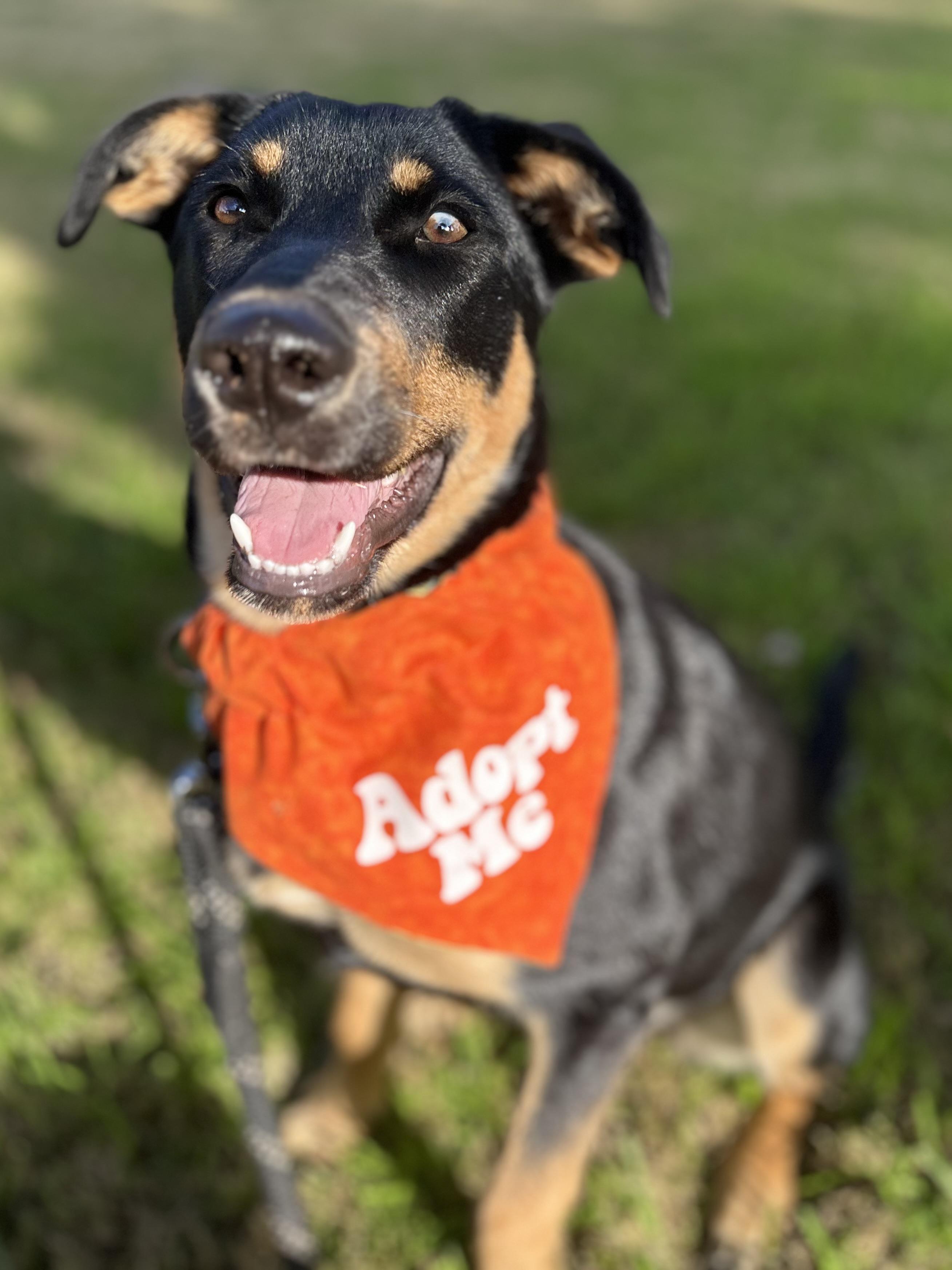 Enlarge Ember, an adopted mixed breed in Gilbert, AZ image 5/6