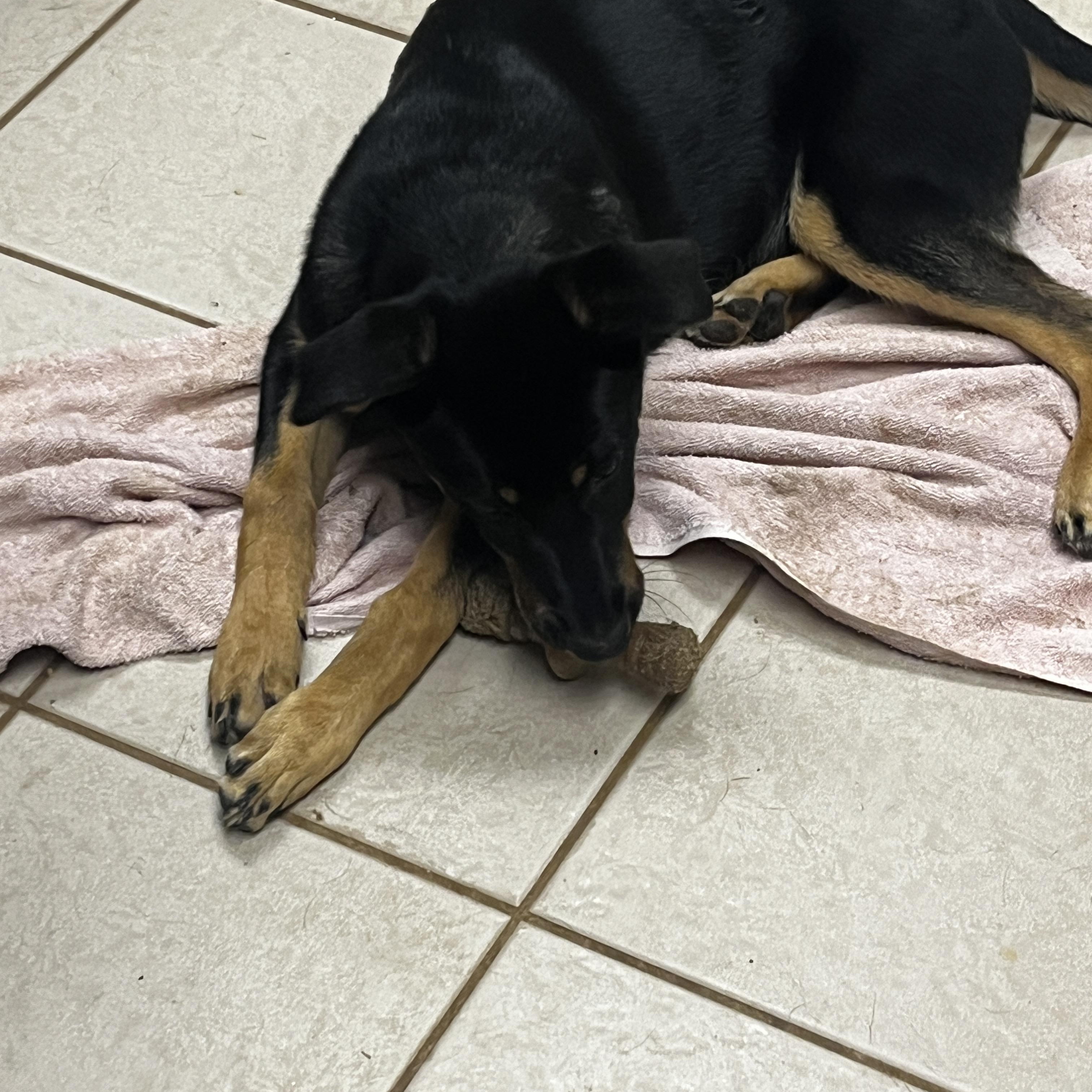 Ember, a ADOPTABLE mixed breed in Gilbert, AZ image 3/3