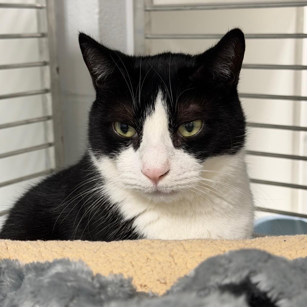 Maui, Adoptable, Senior Male Domestic Short Hair.
