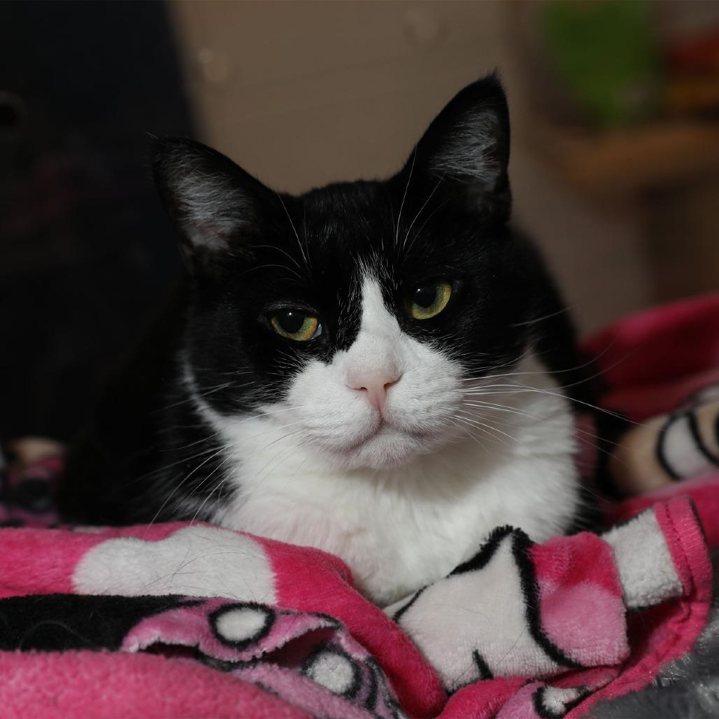 Enlarge Maui, a Adoptable Domestic Short Hair in Hampton Bays, NY image 1/3