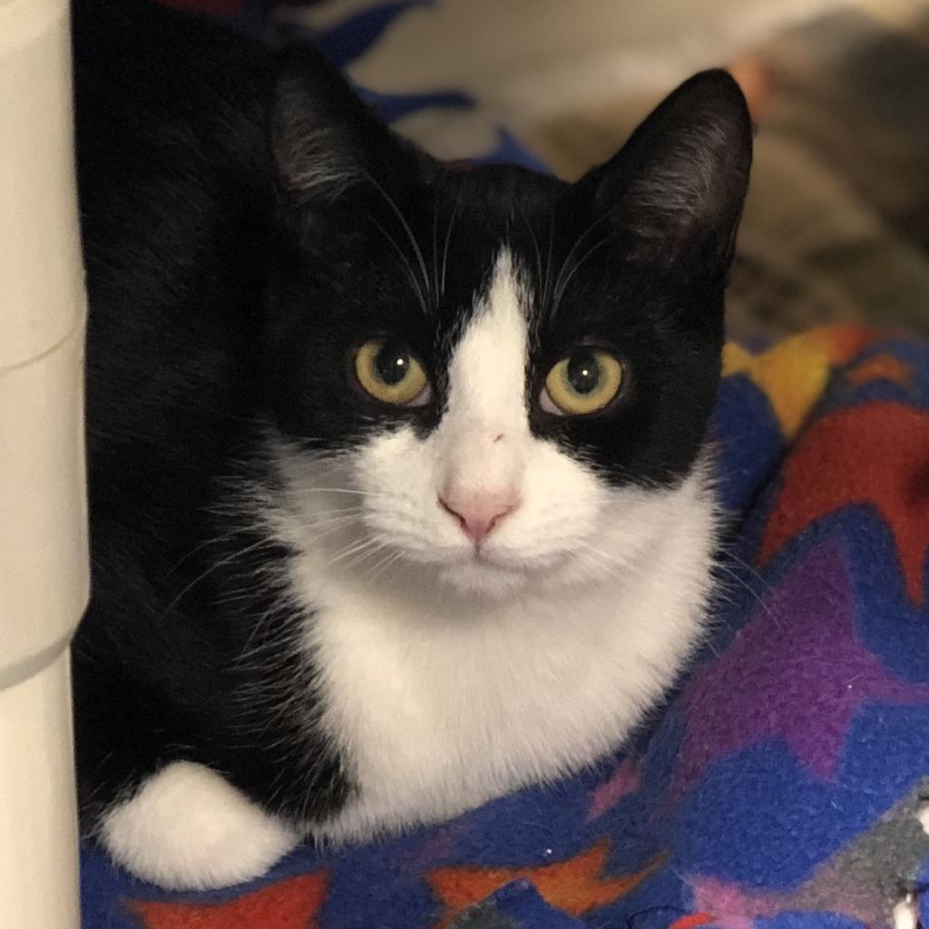 Maui, Adoptable, Senior Male Domestic Short Hair.