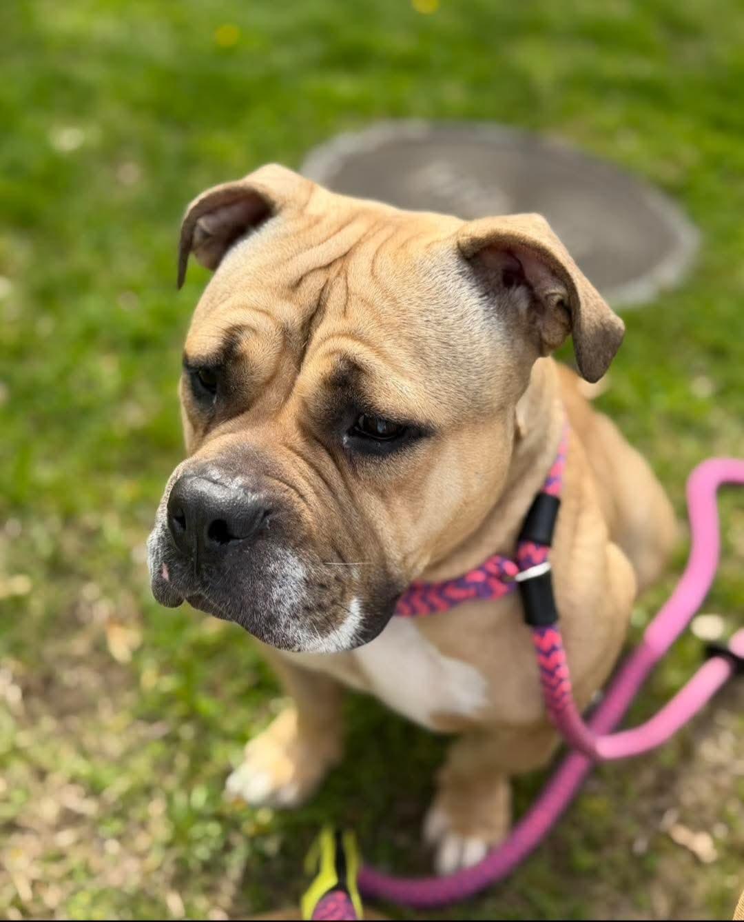 Enlarge #57 Nellie, an adopted mixed breed in Pawtucket, RI image 1/1