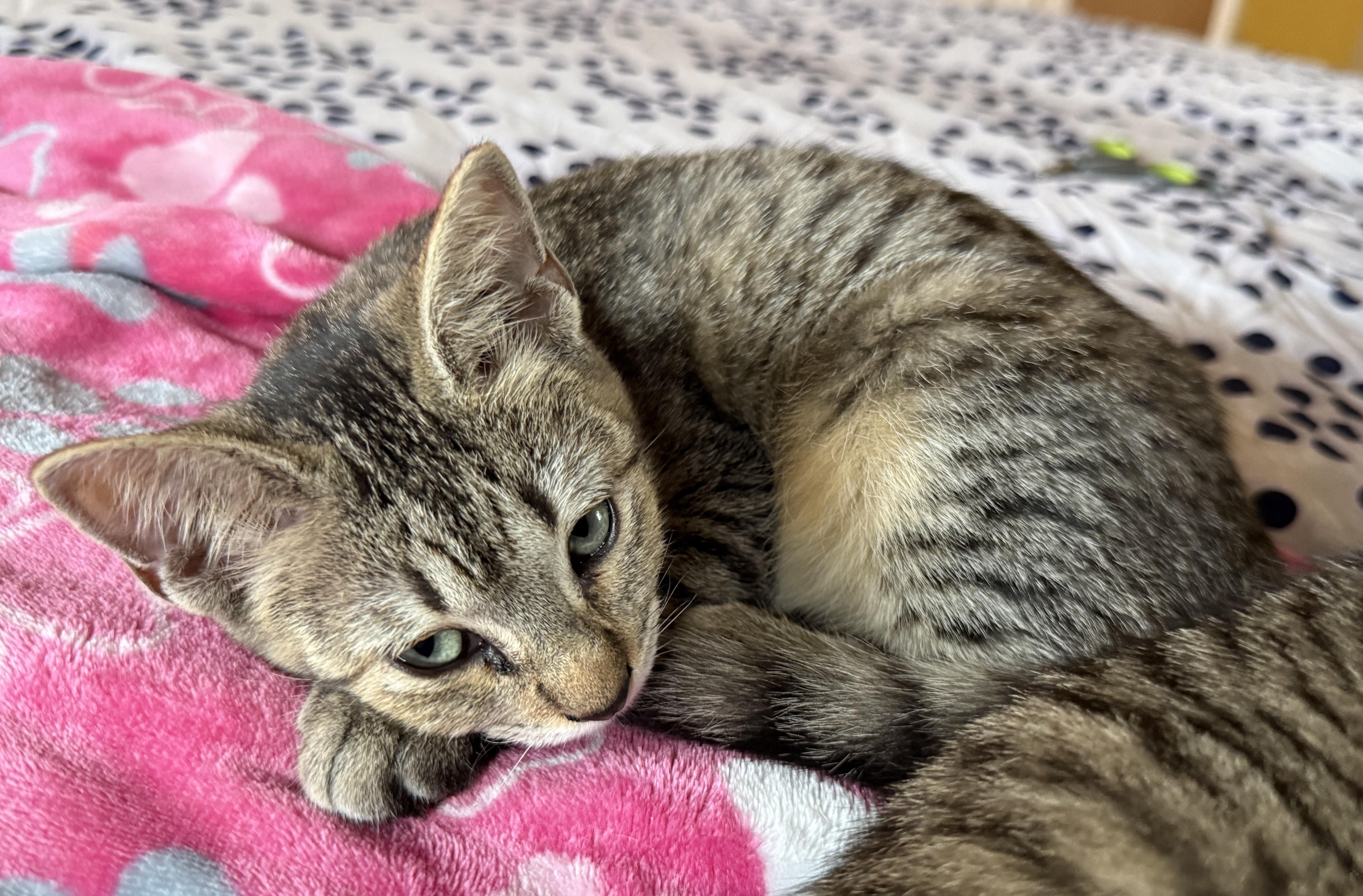 Enlarge Guava, a ADOPTABLE Domestic Short Hair in Princeton, NJ image 1/3