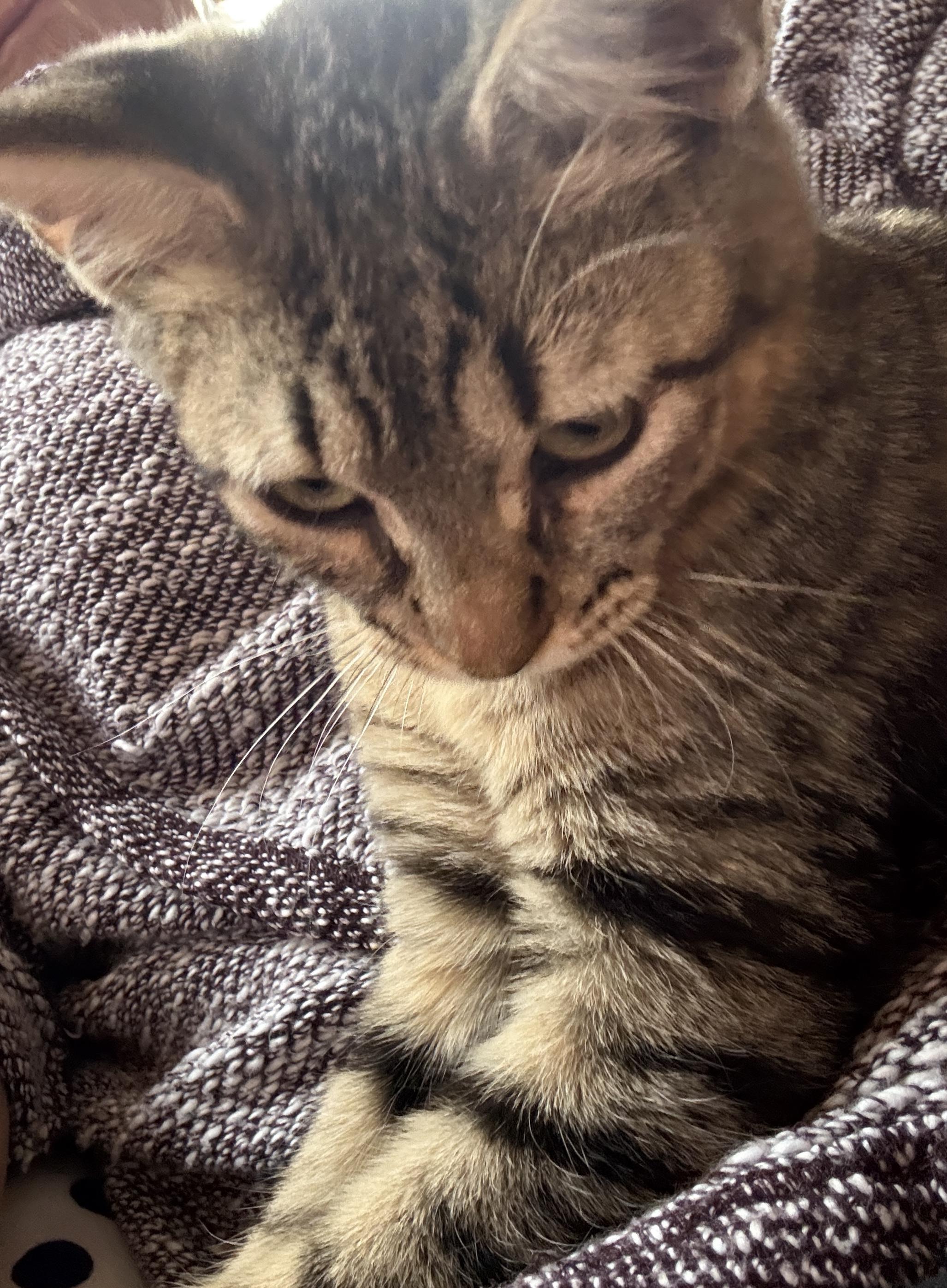 Enlarge Guava, a ADOPTABLE Domestic Short Hair in Princeton, NJ image 2/3