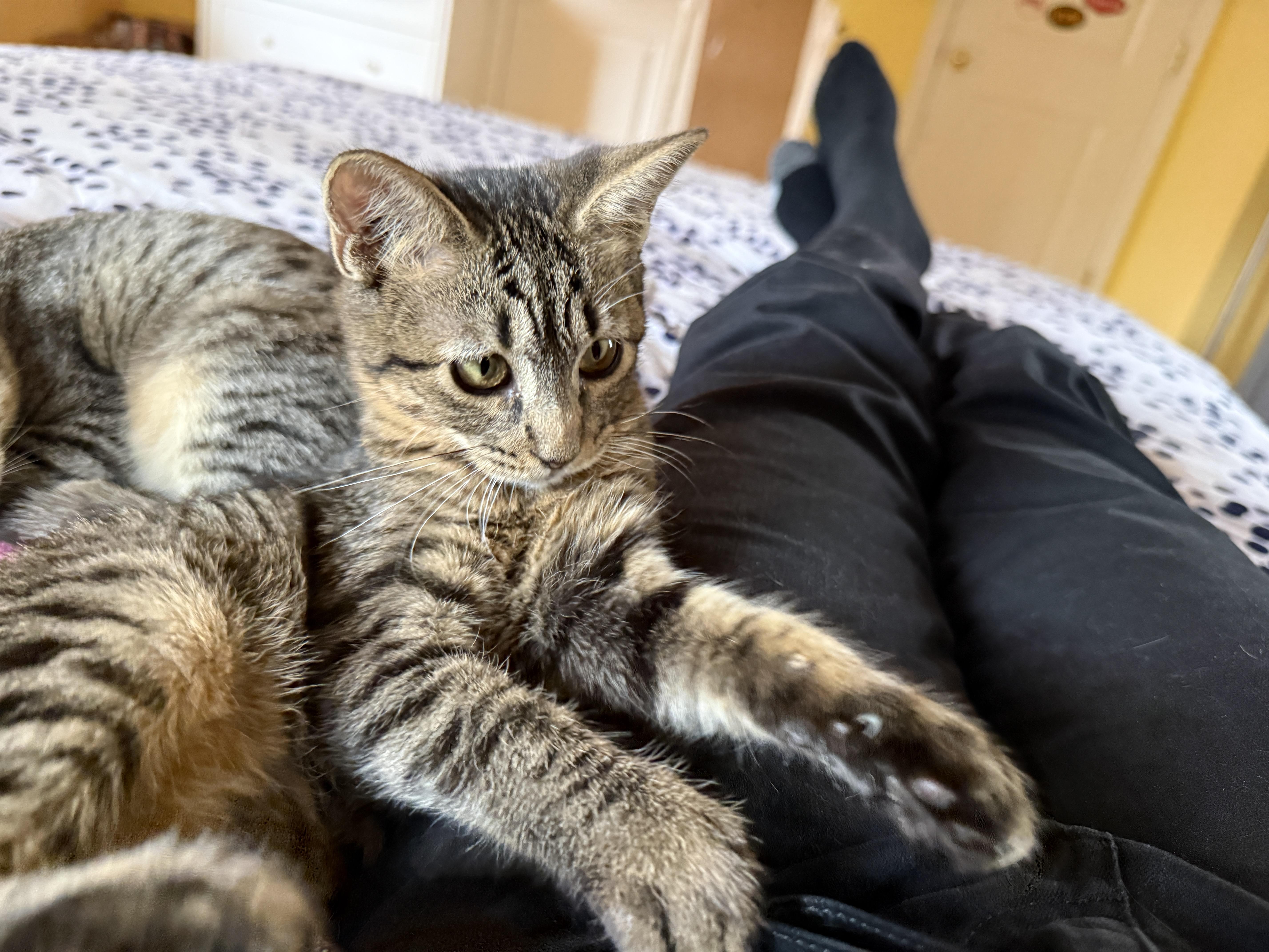 Enlarge Guava, a ADOPTABLE Domestic Short Hair in Princeton, NJ image 3/3