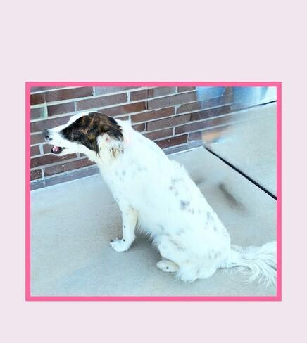 Enlarge Dixie, a Adoptable mixed breed in Lake Geneva, WI image 4/4