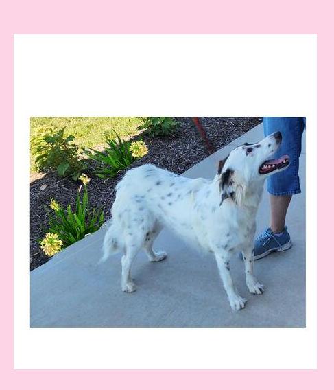 Enlarge Dixie, a Adoptable mixed breed in Lake Geneva, WI image 3/4