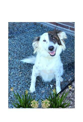 Dixie, Adoptable, Young Female Collie & Rough Collie.