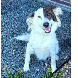 Enlarge Dixie, a Adoptable mixed breed in Lake Geneva, WI image 2/4