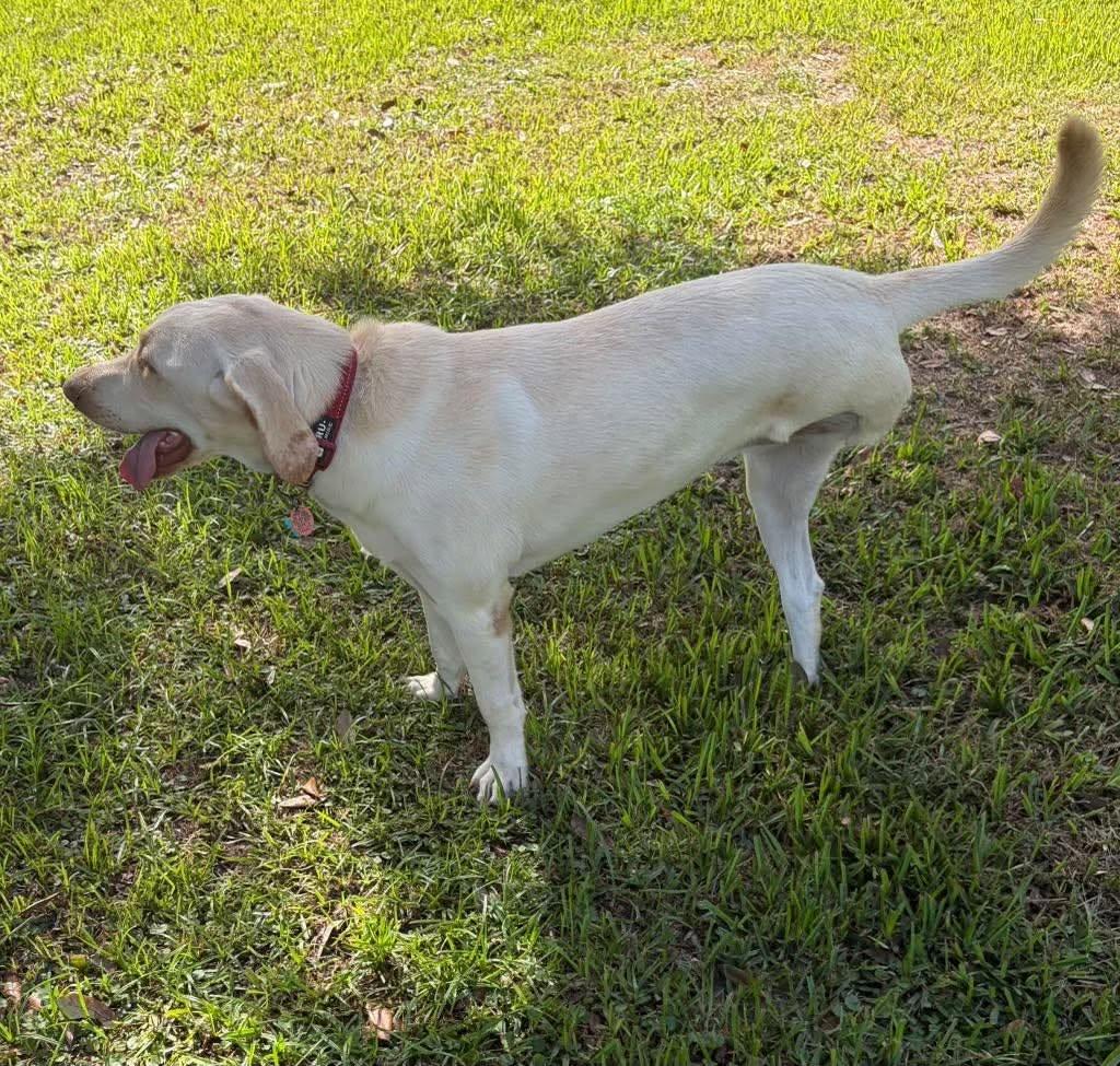 Enlarge Sadie 56, a ADOPTABLE Yellow Labrador Retriever in Killingworth, CT image 3/6