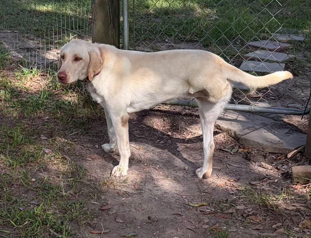 Enlarge Sadie 56, a ADOPTABLE Yellow Labrador Retriever in Killingworth, CT image 4/6