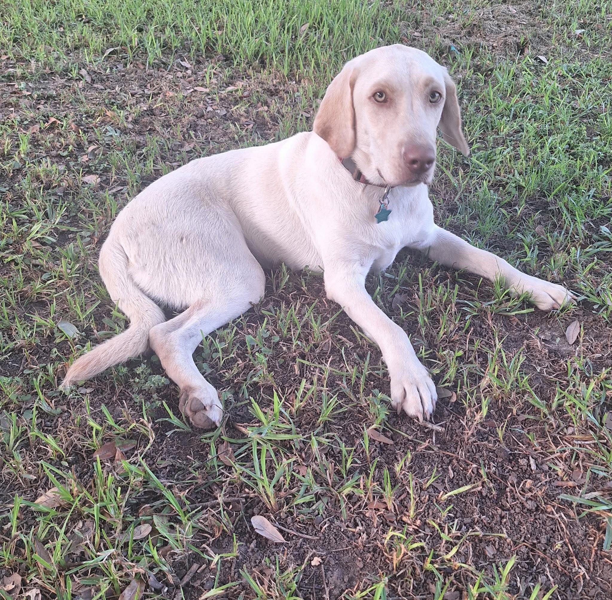 Enlarge Sadie 56, a ADOPTABLE Yellow Labrador Retriever in Killingworth, CT image 2/6