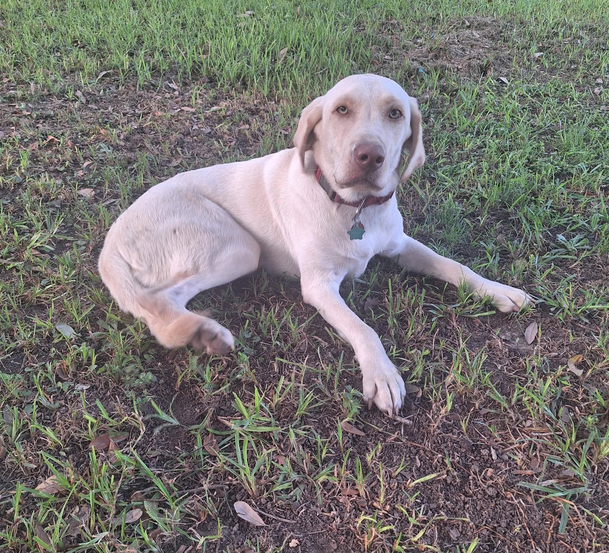 Enlarge Sadie 56, a ADOPTABLE Yellow Labrador Retriever in Killingworth, CT image 5/6