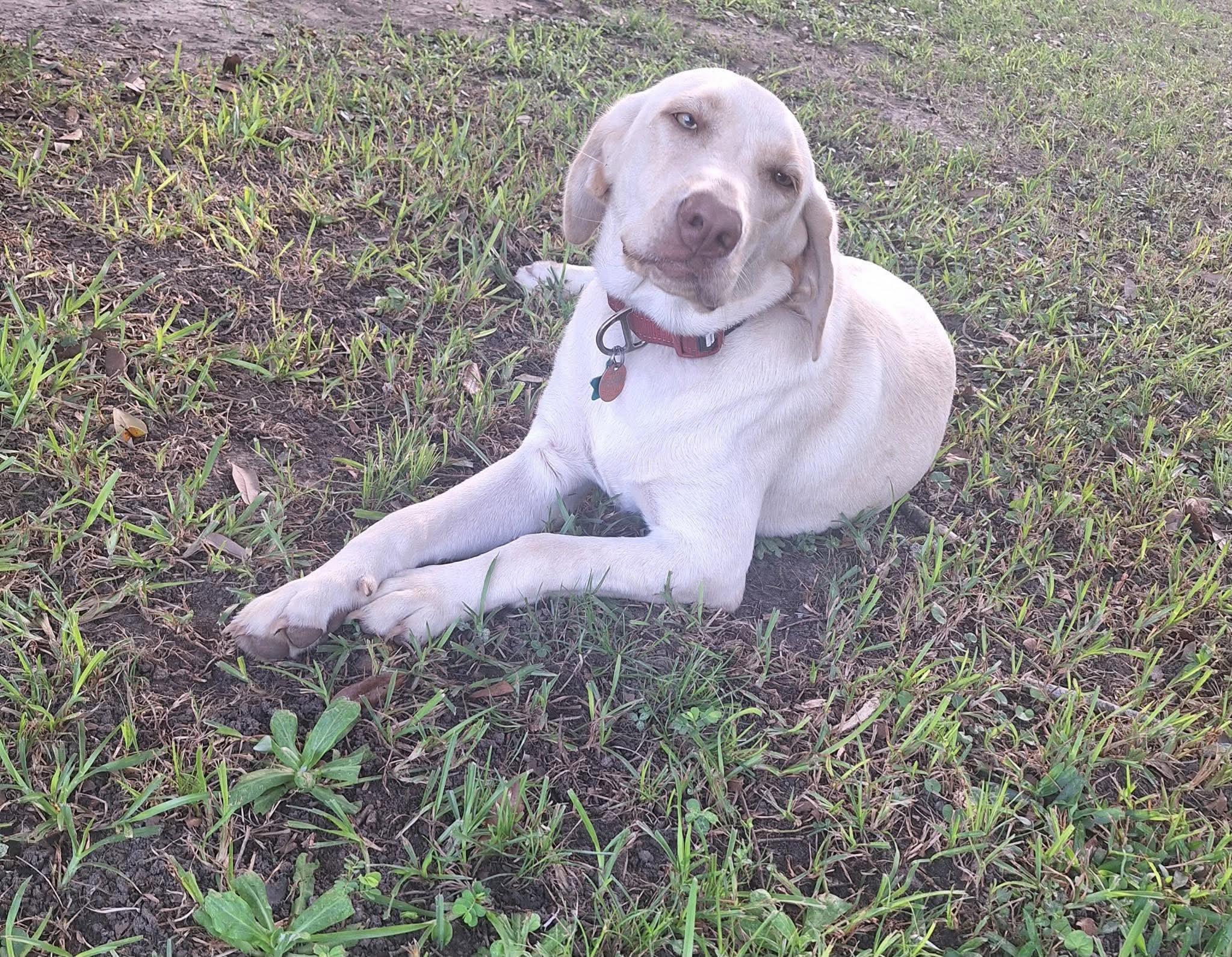 Enlarge Sadie 56, a ADOPTABLE Yellow Labrador Retriever in Killingworth, CT image 1/6