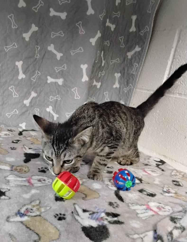 Enlarge Gomez, a Adoptable mixed breed in Ada, OK image 1/3