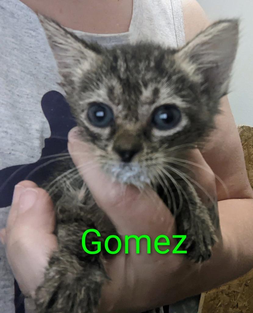 Gomez, Adoptable, Kitten Male Domestic Short Hair.