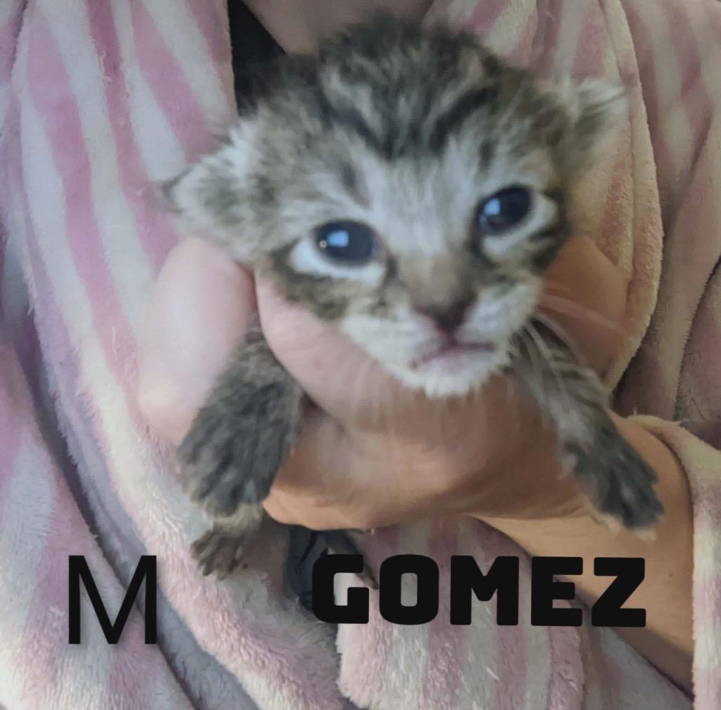 Gomez, a Adoptable mixed breed in Ada, OK image 2/2
