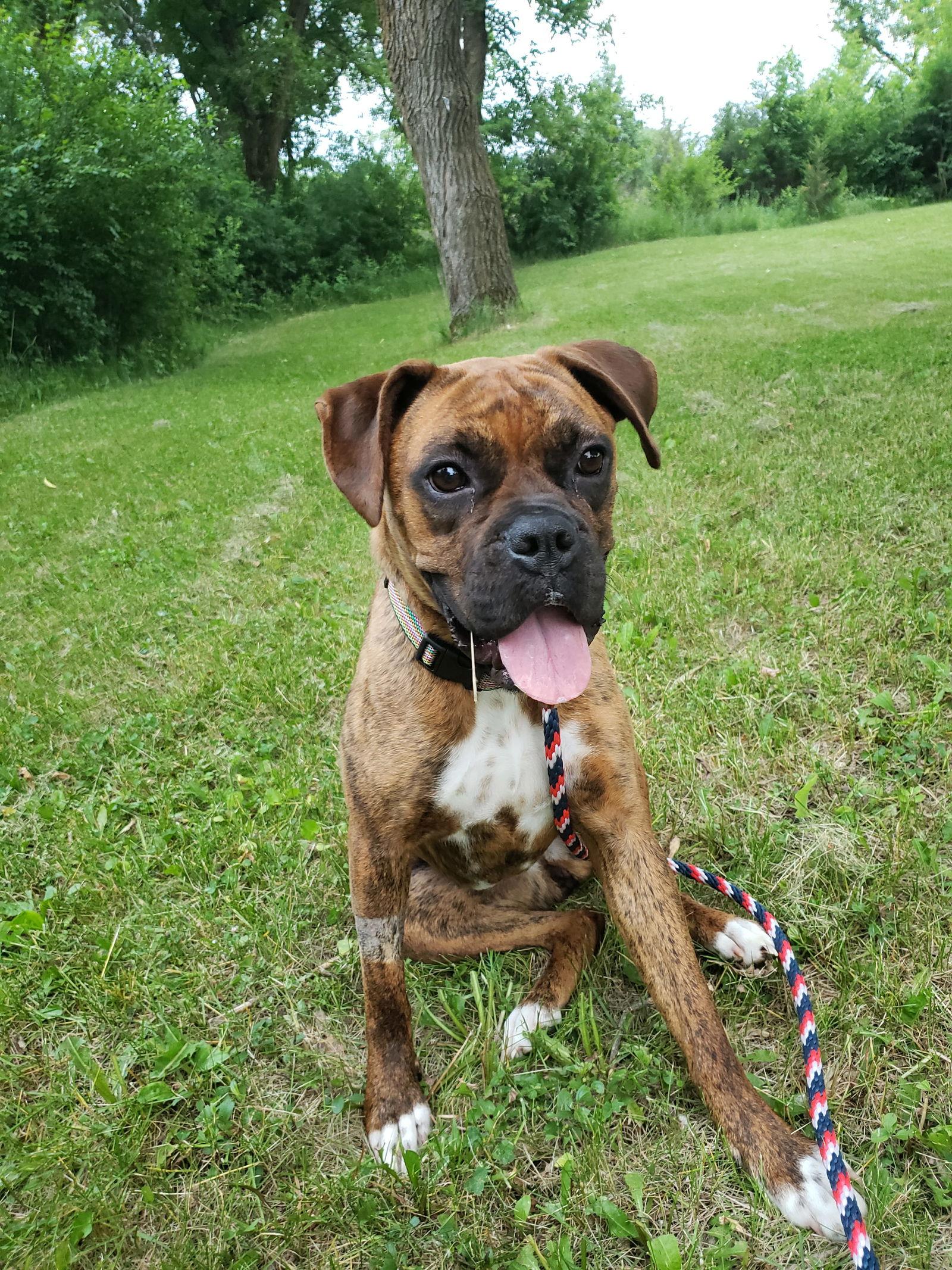 Enlarge Humble, a Adopted Boxer in Shakopee, MN image 1/3
