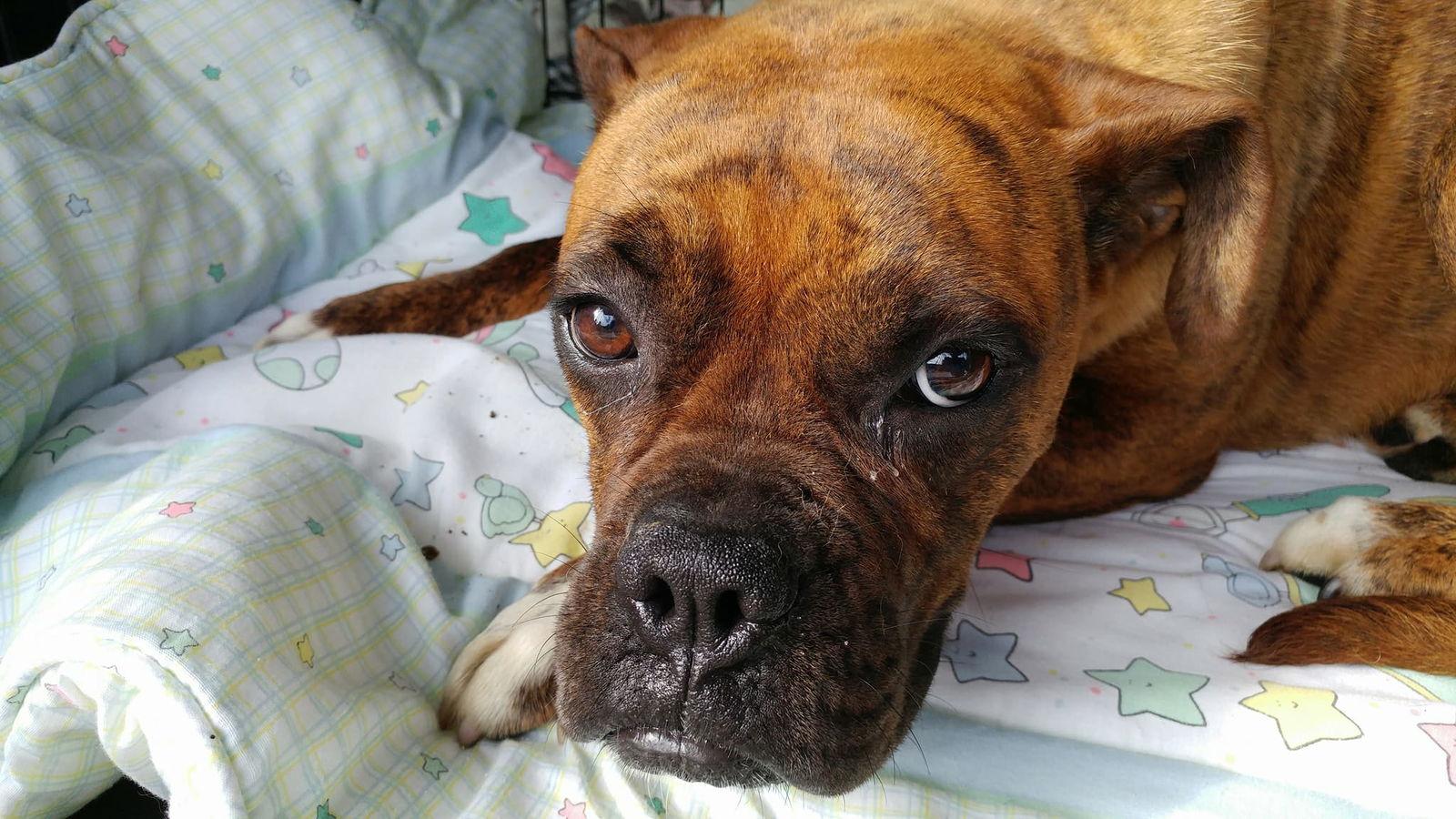 Enlarge Humble, a Adopted Boxer in Shakopee, MN image 2/3