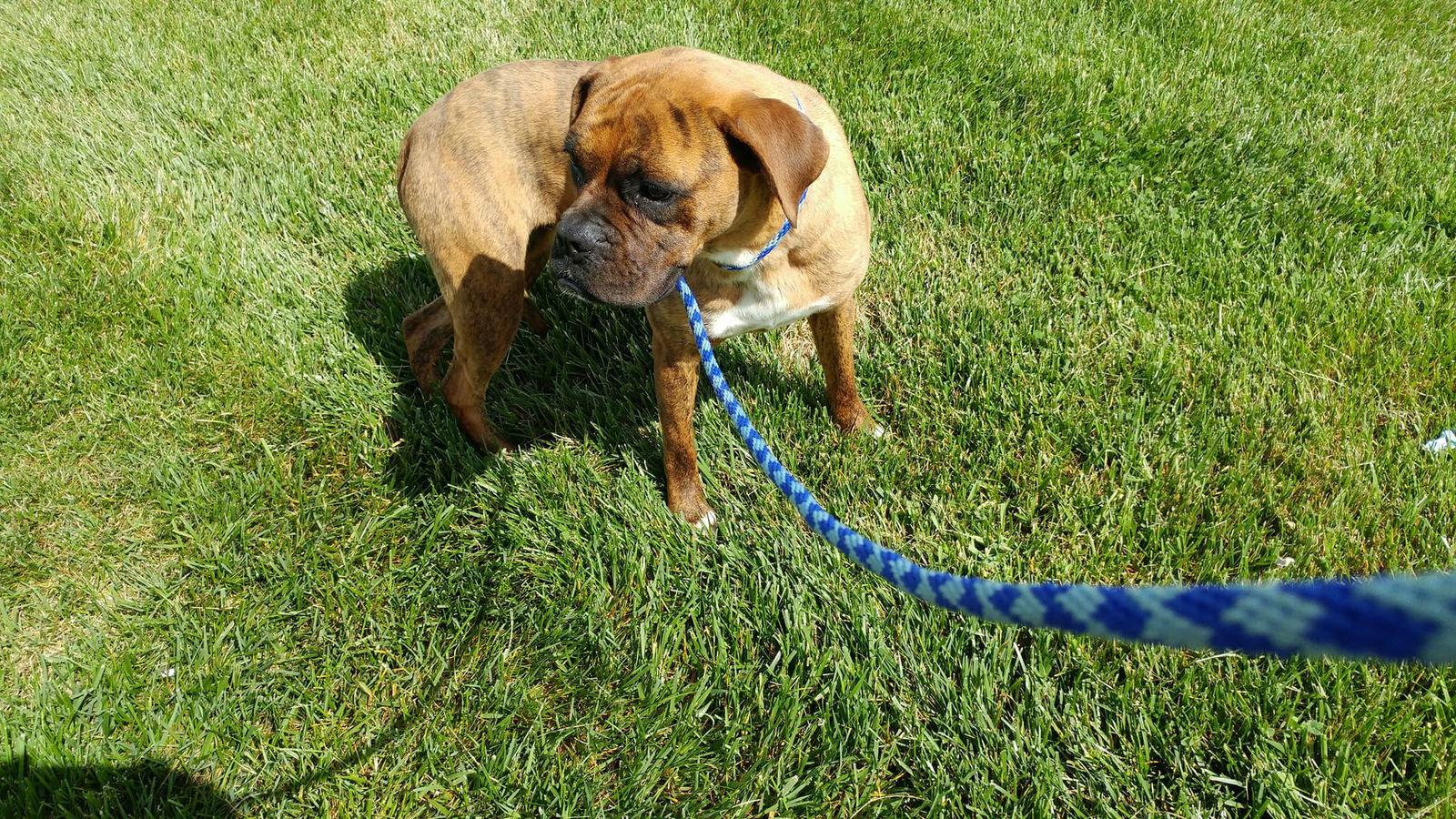 Enlarge Humble, a Adopted Boxer in Shakopee, MN image 3/3