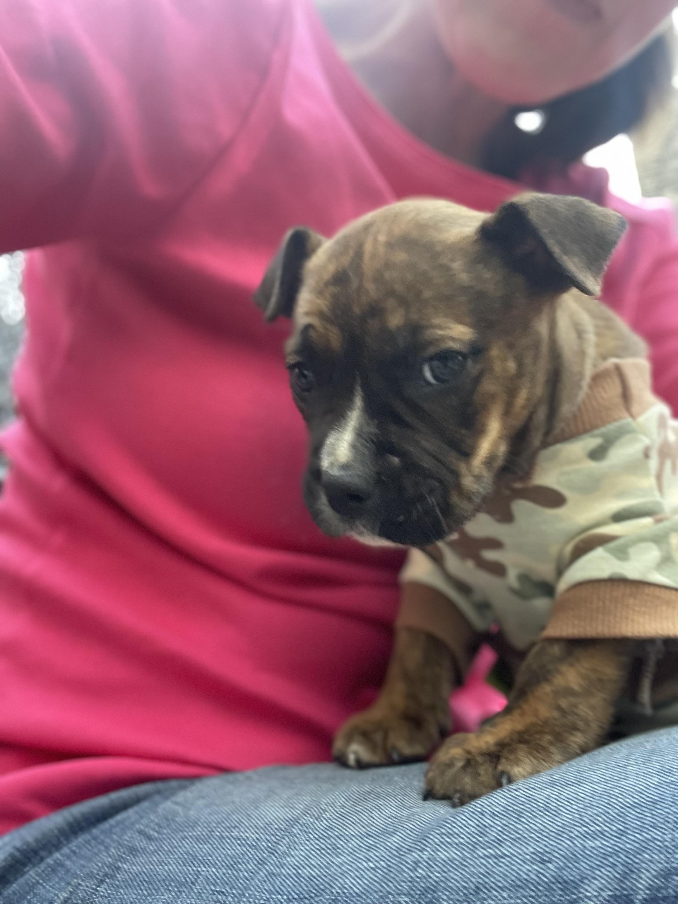 Cupcake, a ADOPTABLE mixed breed in Kalispell, MT image 2/4