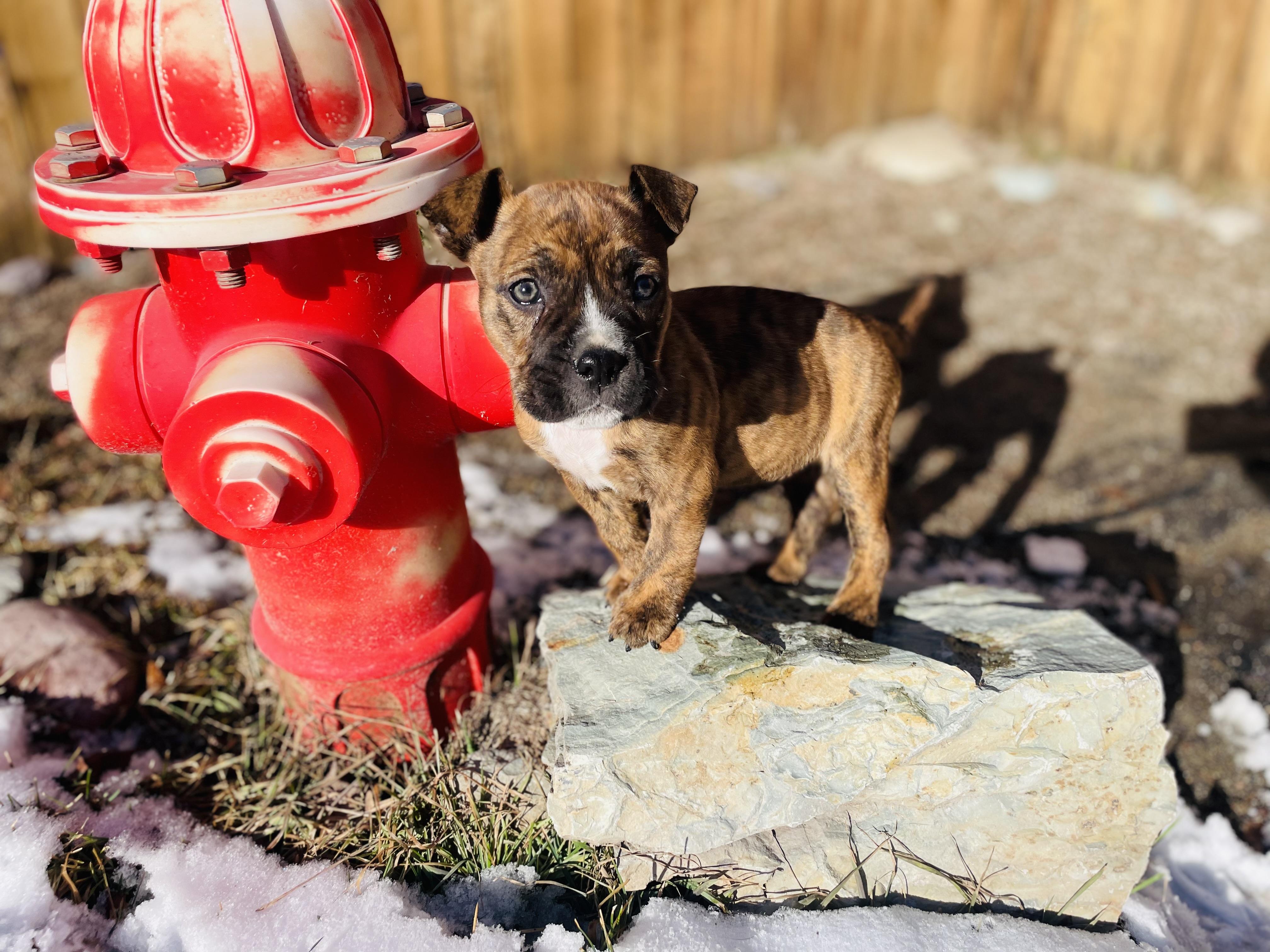 Cupcake, ADOPTABLE, Puppy Female Boxer.