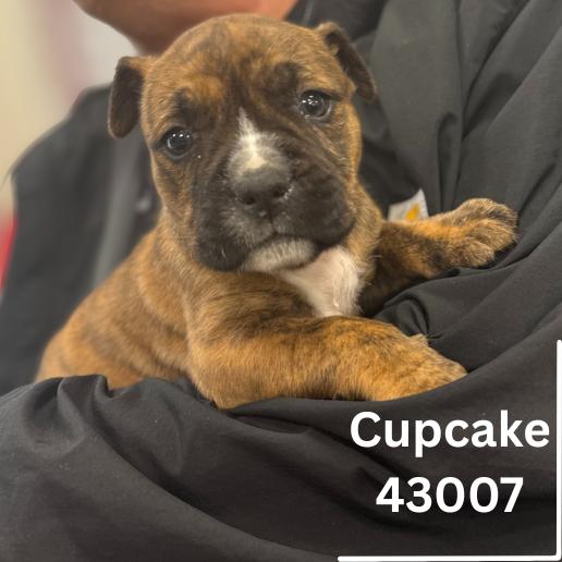 Cupcake, ADOPTABLE, Puppy Female Boxer.