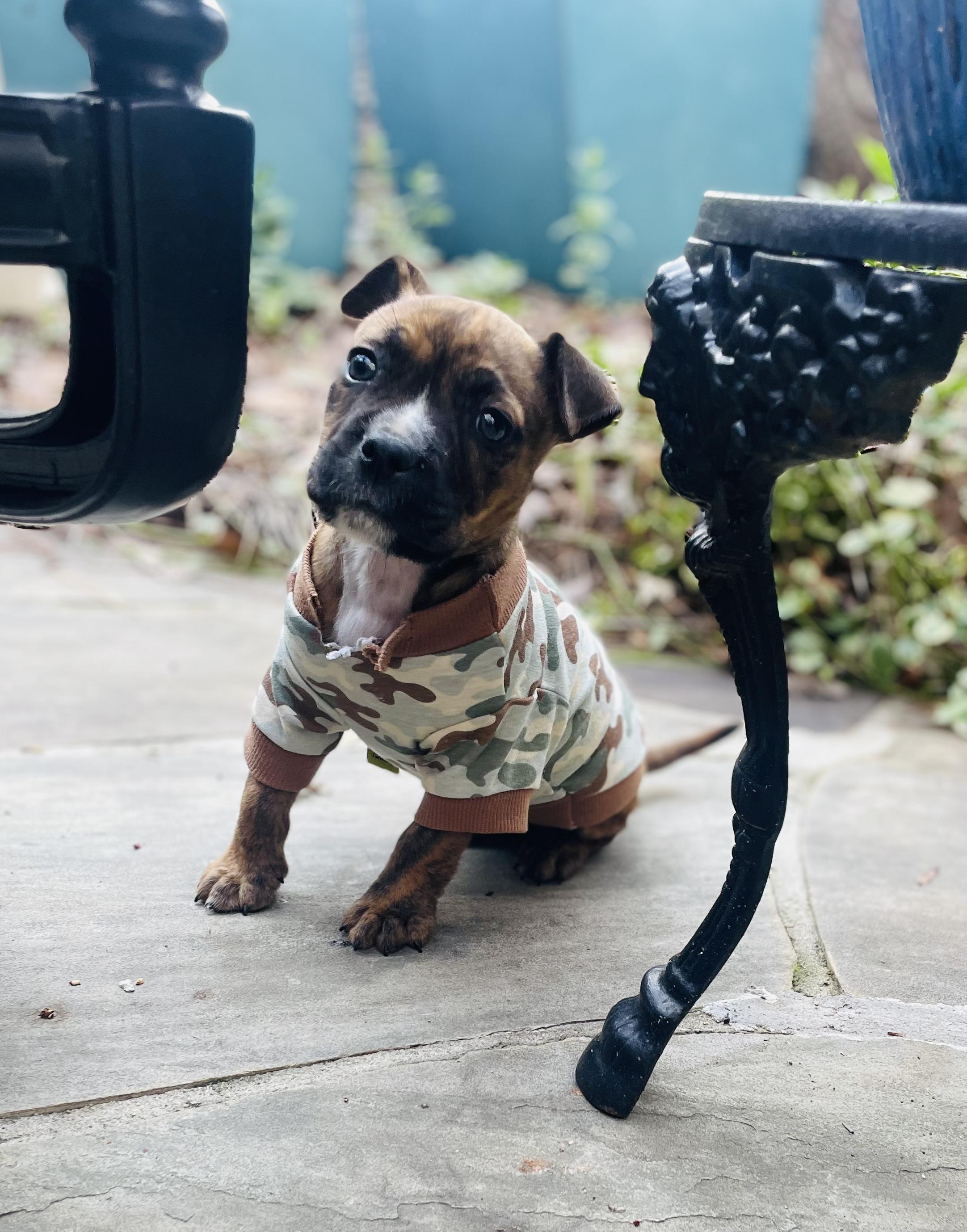 Cupcake, a ADOPTABLE mixed breed in Kalispell, MT image 4/4
