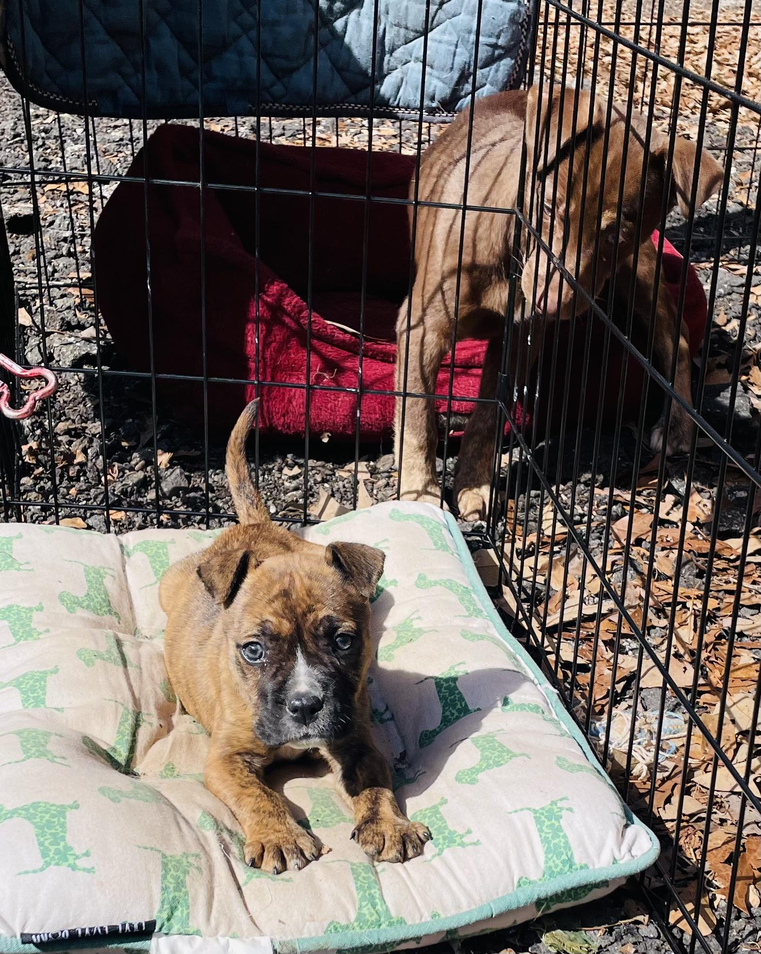 Cupcake, a ADOPTABLE mixed breed in Kalispell, MT image 3/4