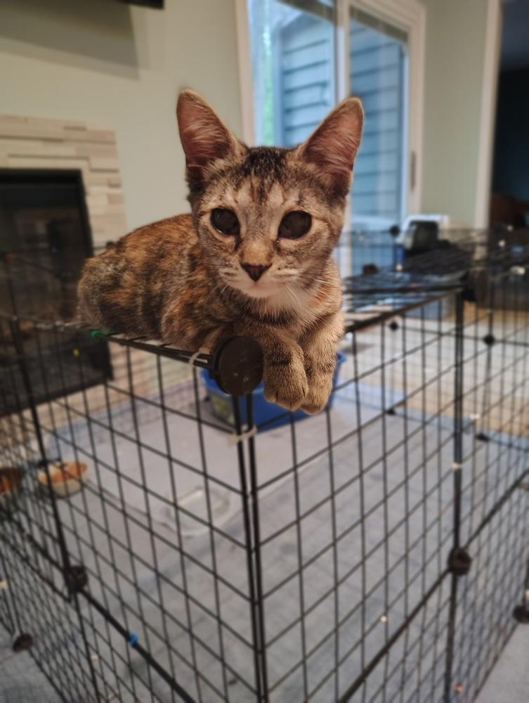 Enlarge Maple, a Adoptable Domestic Short Hair in Germantown, OH image 1/4