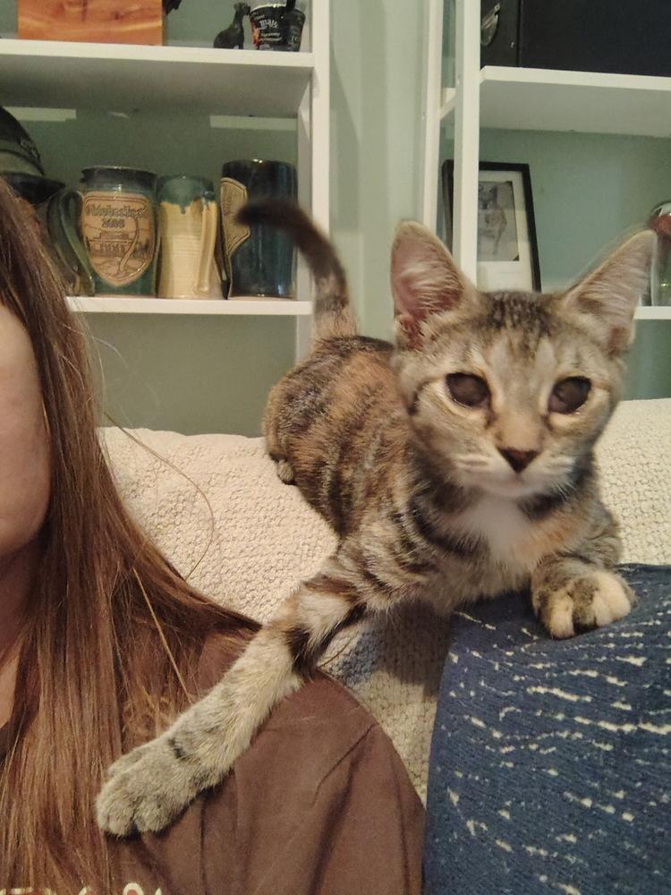 Enlarge Maple, a Adoptable Domestic Short Hair in Germantown, OH image 3/4