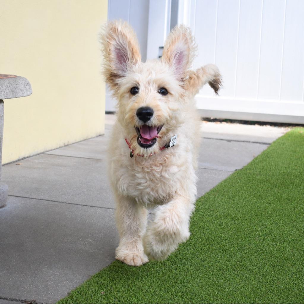 Cloudy, Adopted, Puppy Female Golden Retriever & Poodle.