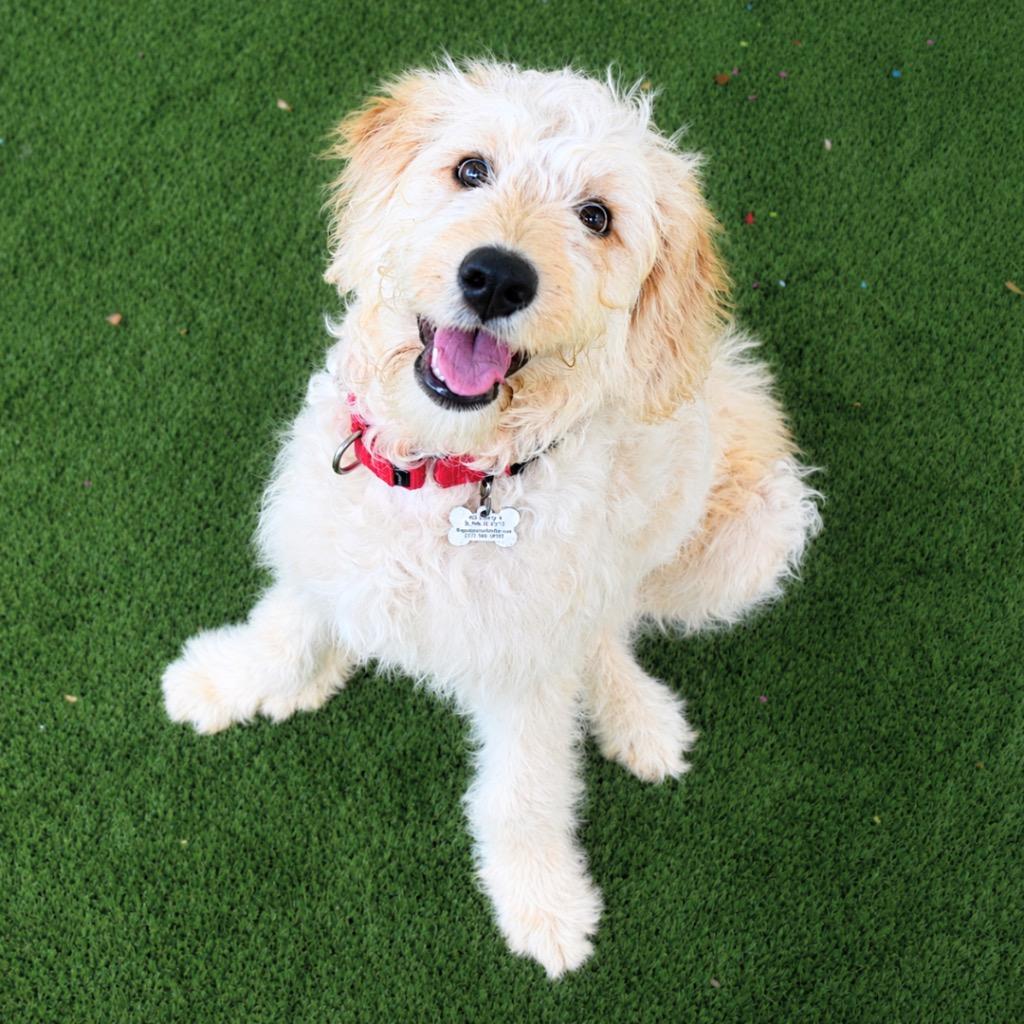 Enlarge Cloudy, a Adopted mixed breed in Saint Petersburg, FL image 2/4
