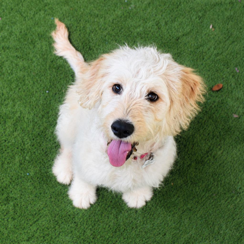 Enlarge Cloudy, a Adopted mixed breed in Saint Petersburg, FL image 3/4