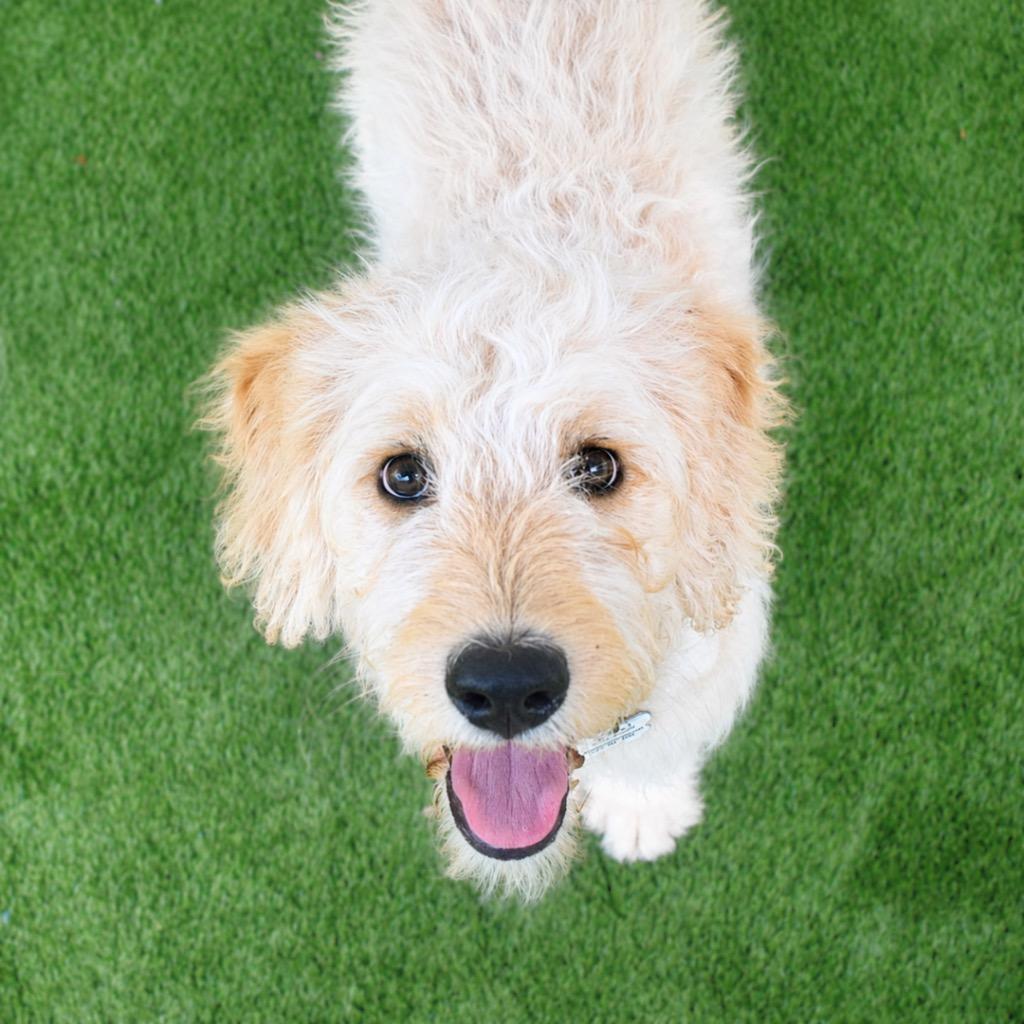Enlarge Cloudy, a Adopted mixed breed in Saint Petersburg, FL image 4/4