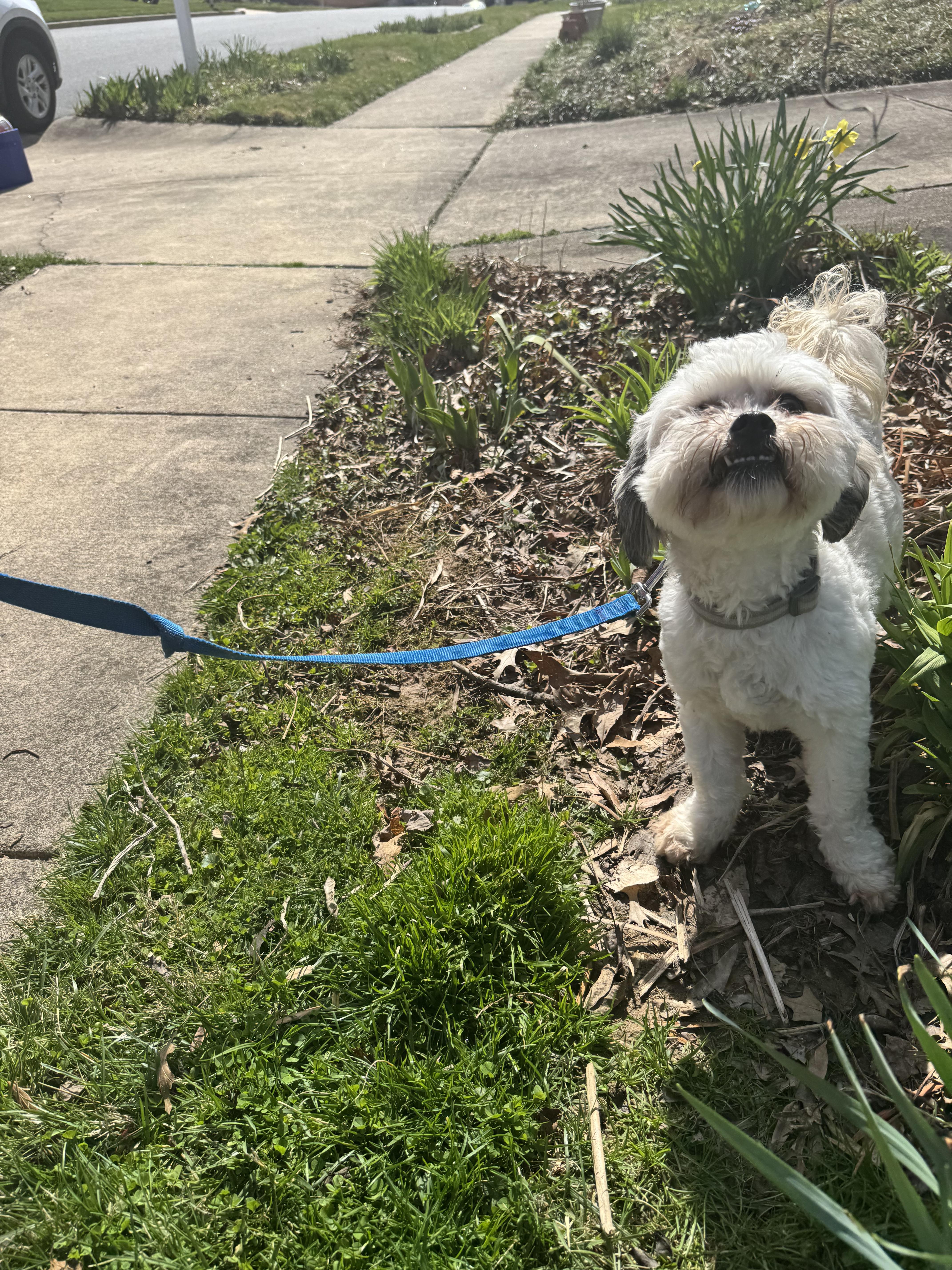 Enlarge Yoshi, a ADOPTABLE Shih Tzu in Springfield, VA image 3/4