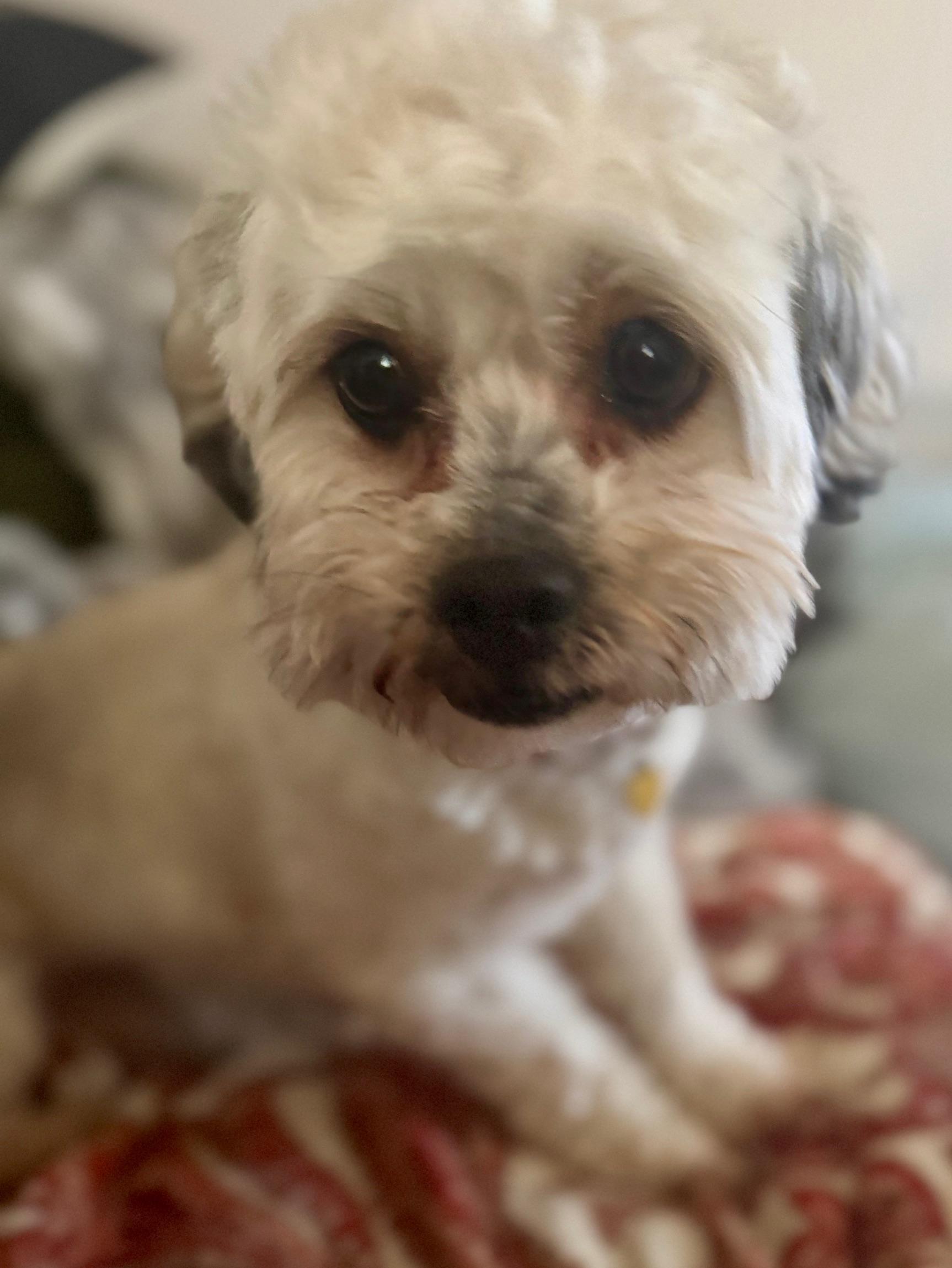 Yoshi, a ADOPTABLE mixed breed in Springfield, VA image 1/5
