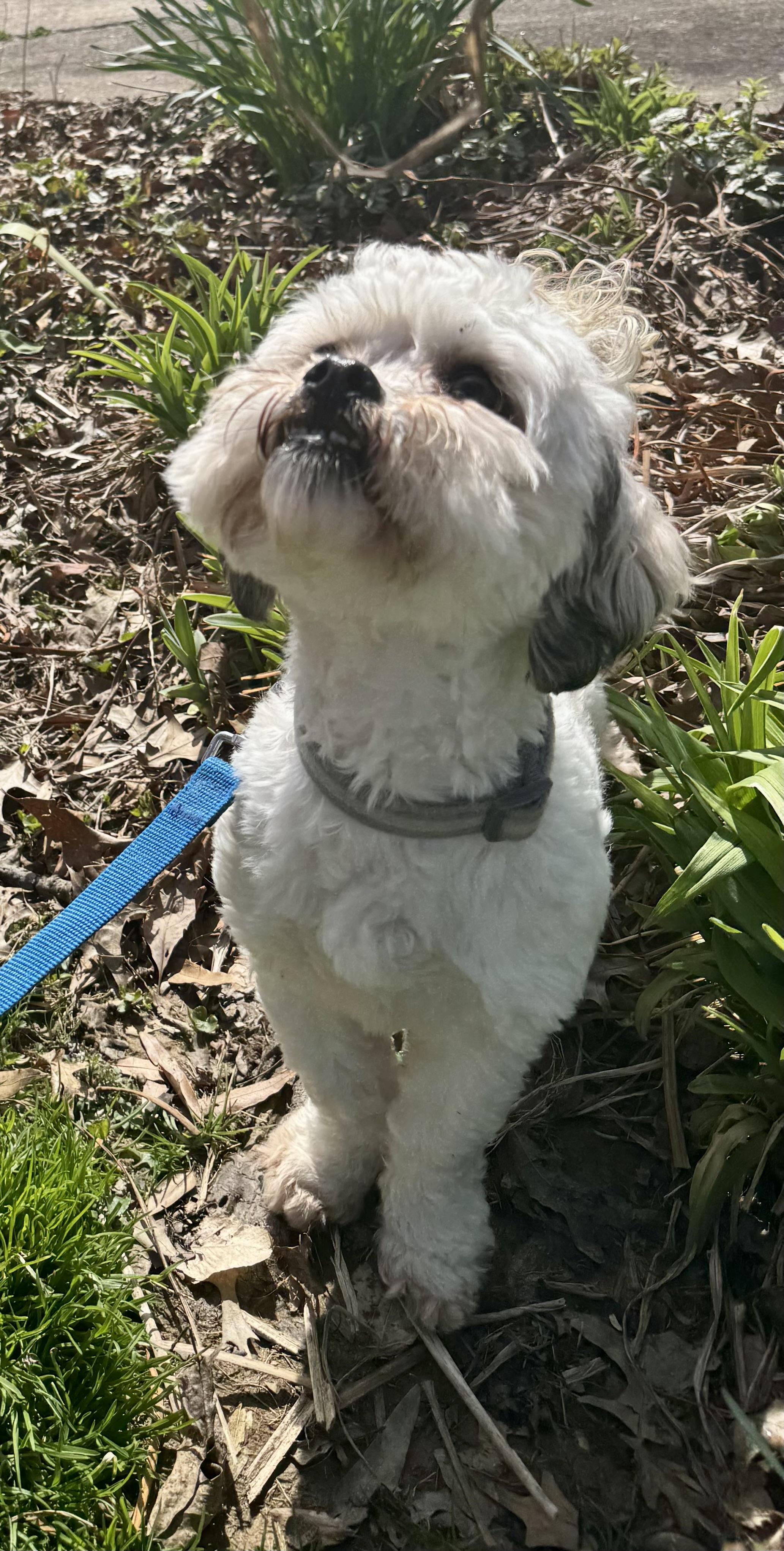 Enlarge Yoshi, a ADOPTABLE Shih Tzu in Springfield, VA image 2/4