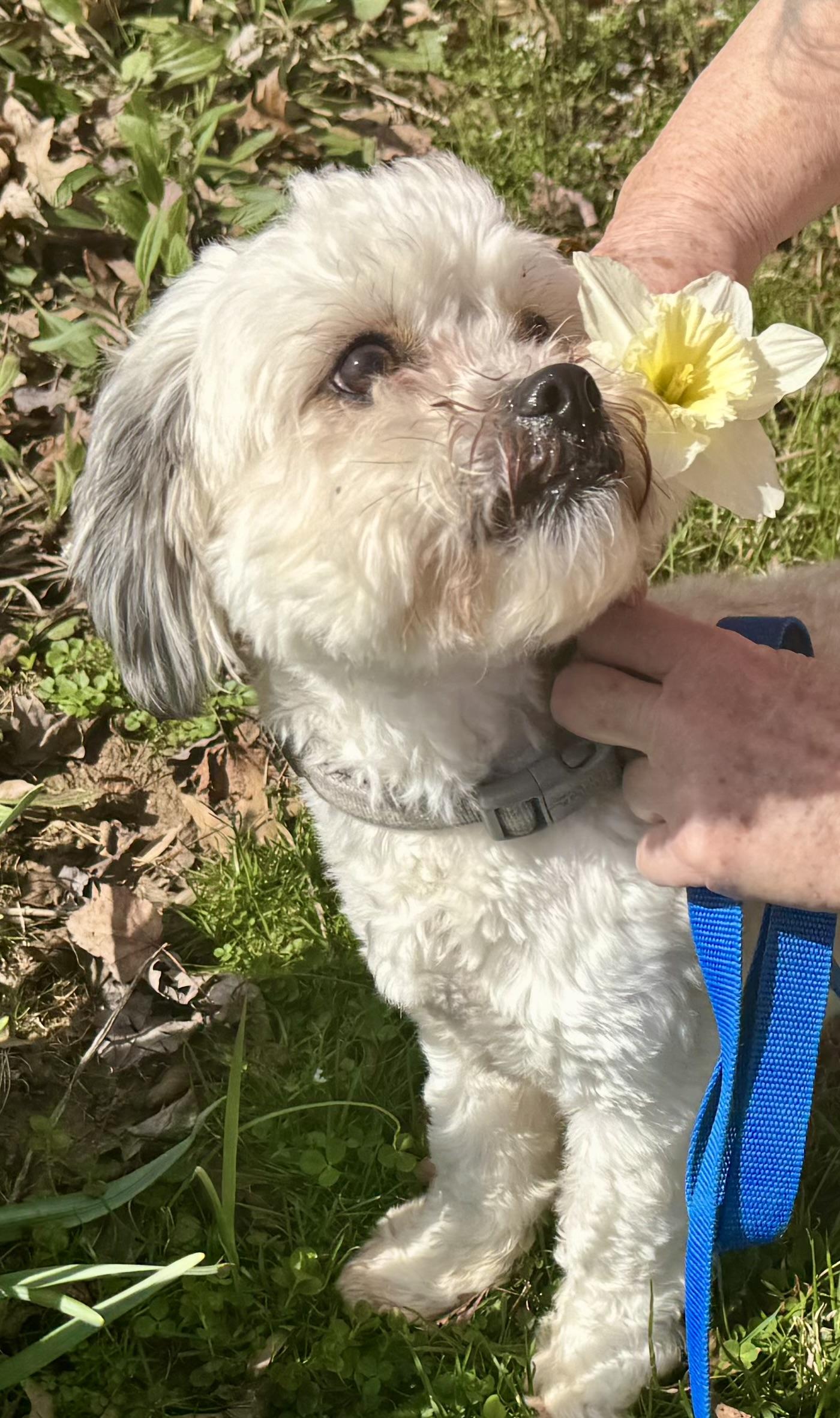 Enlarge Yoshi, a ADOPTABLE Shih Tzu in Springfield, VA image 1/4