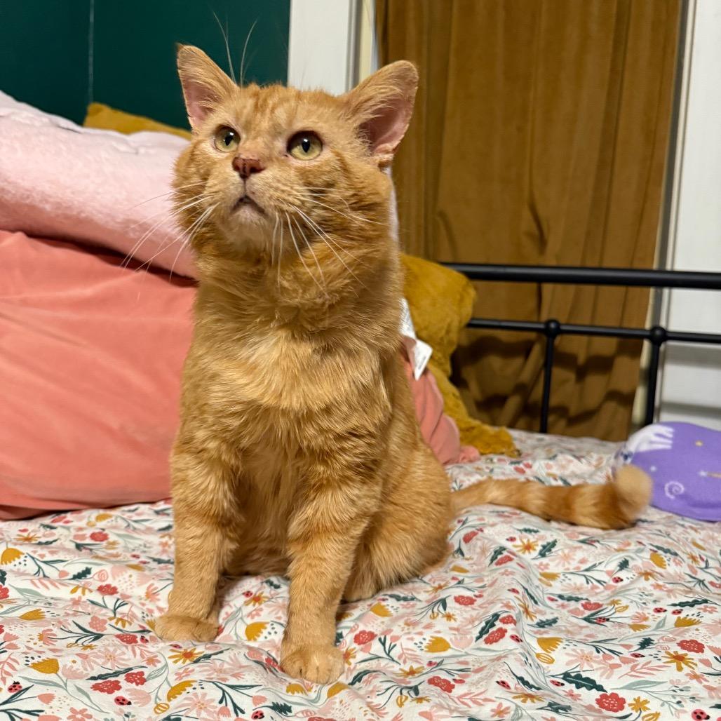 Enlarge Chester, a Adoptable Domestic Medium Hair in Granville, OH image 3/5