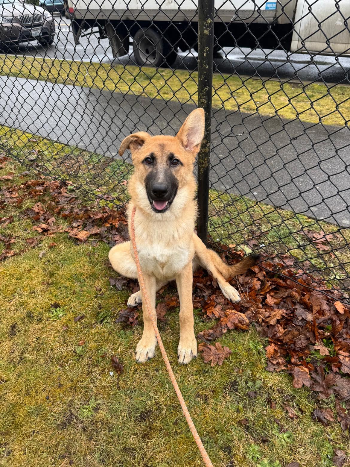 Libby, Adoptable, Young Female Shepherd.